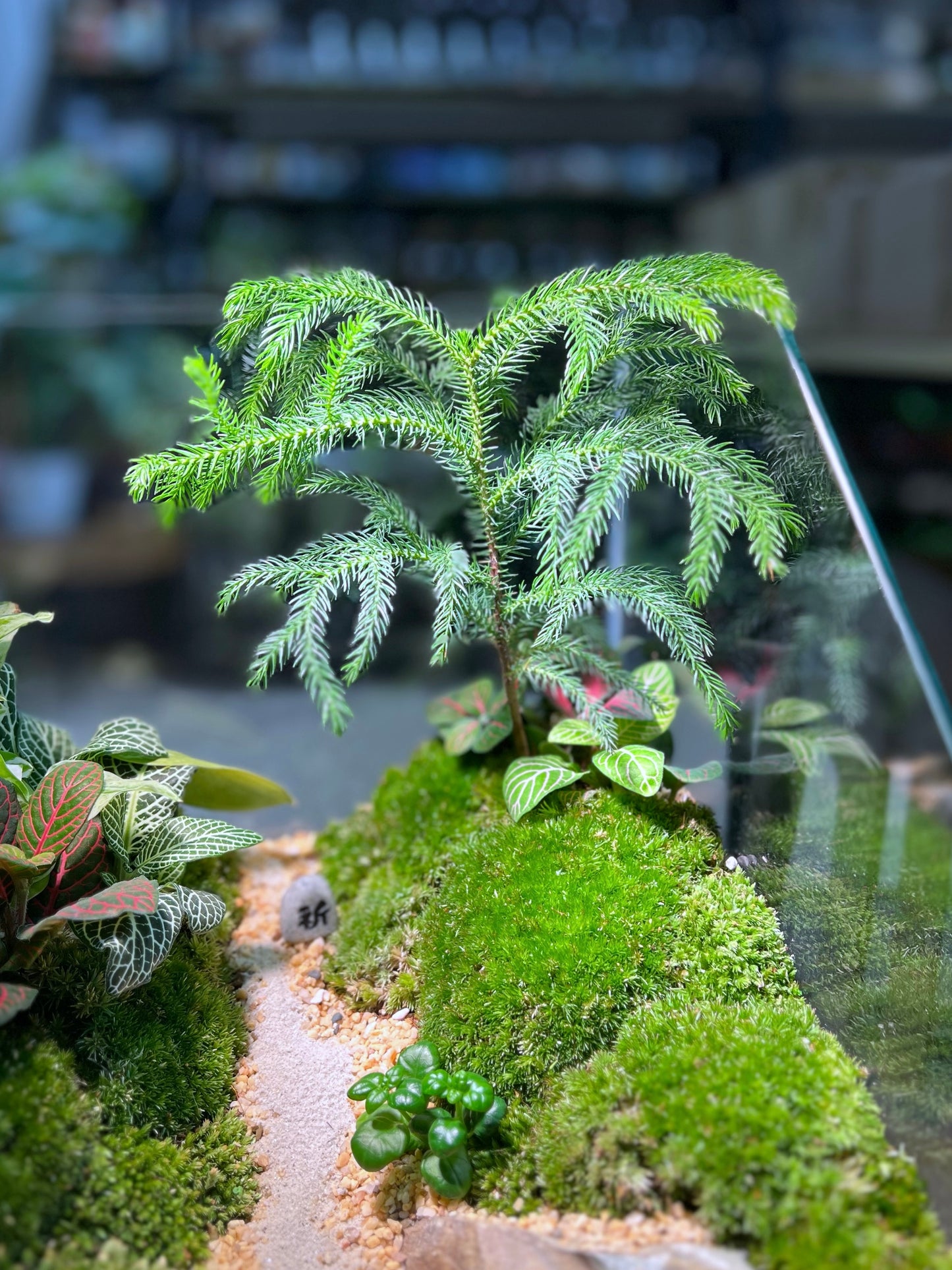 Indoor Plant Arrangement in Serene Forestscape Terrarium