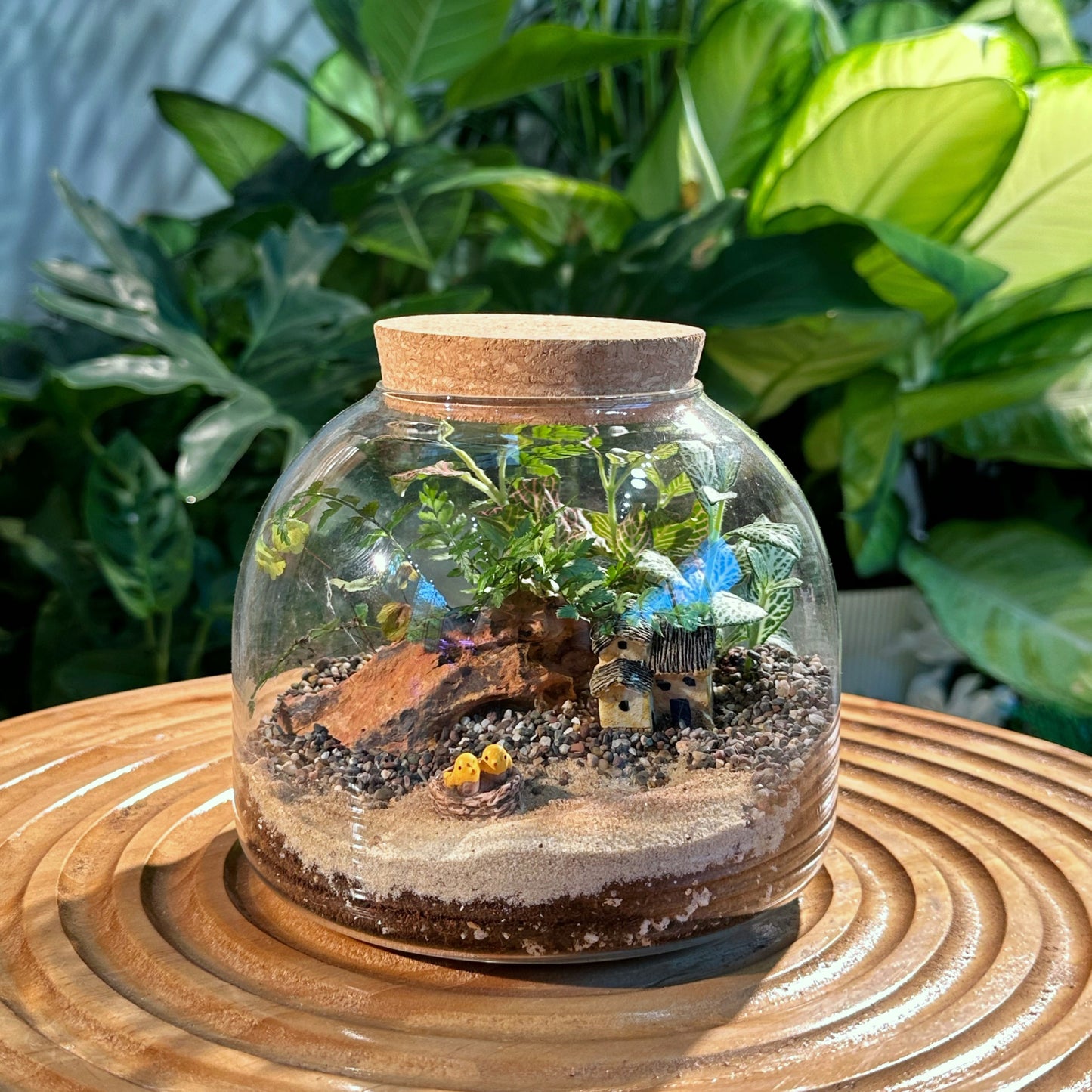Fittonia & Fern Arrangement in Cover Jar Glass