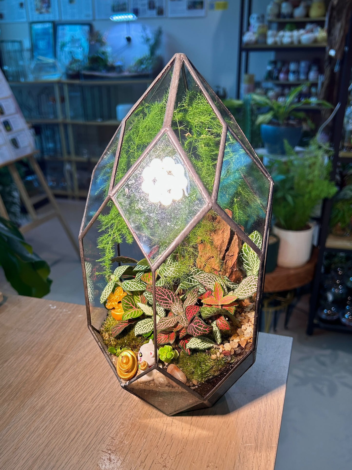 Indoor Plant Arrangement Fittonia & Moss & Asparagus Fern (η½ηΊΉθ & θθ & ζη«Ή) in Polygonal Glass