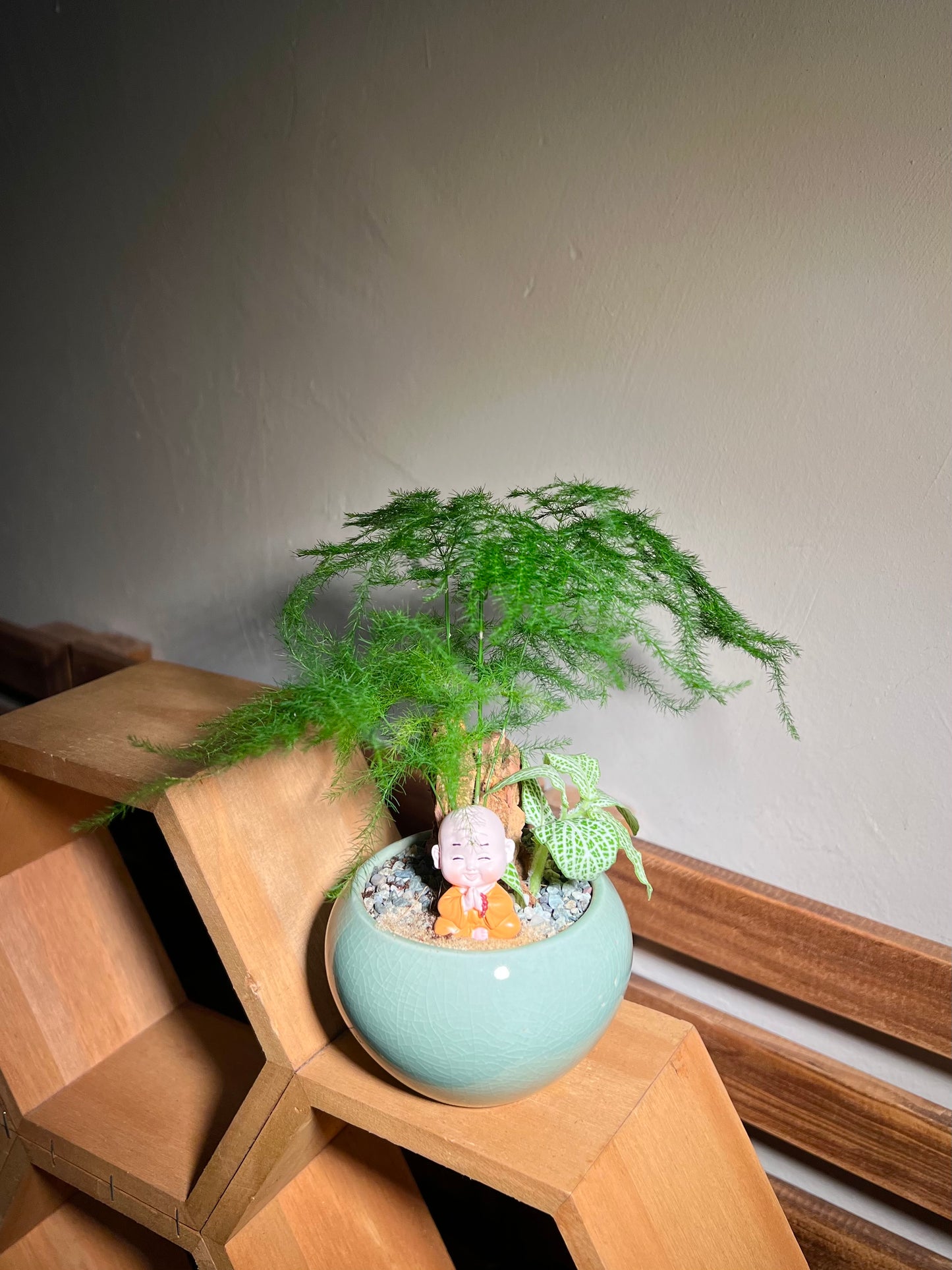 Fittonia with Asparagus Fern Arrangement in Round Ceramic Pot