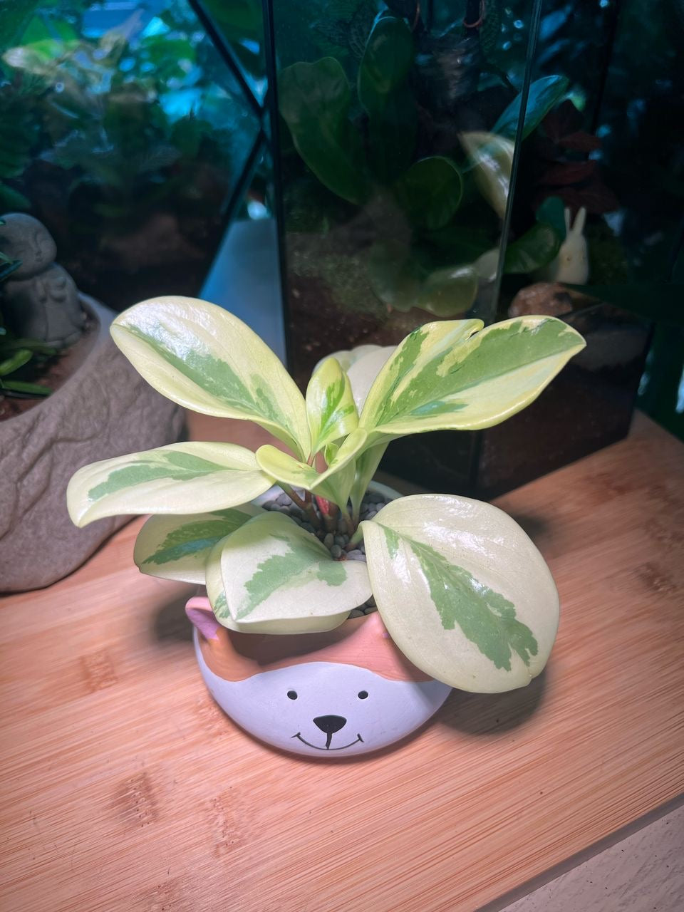 Peperomia in Doggie Ceramic Pot