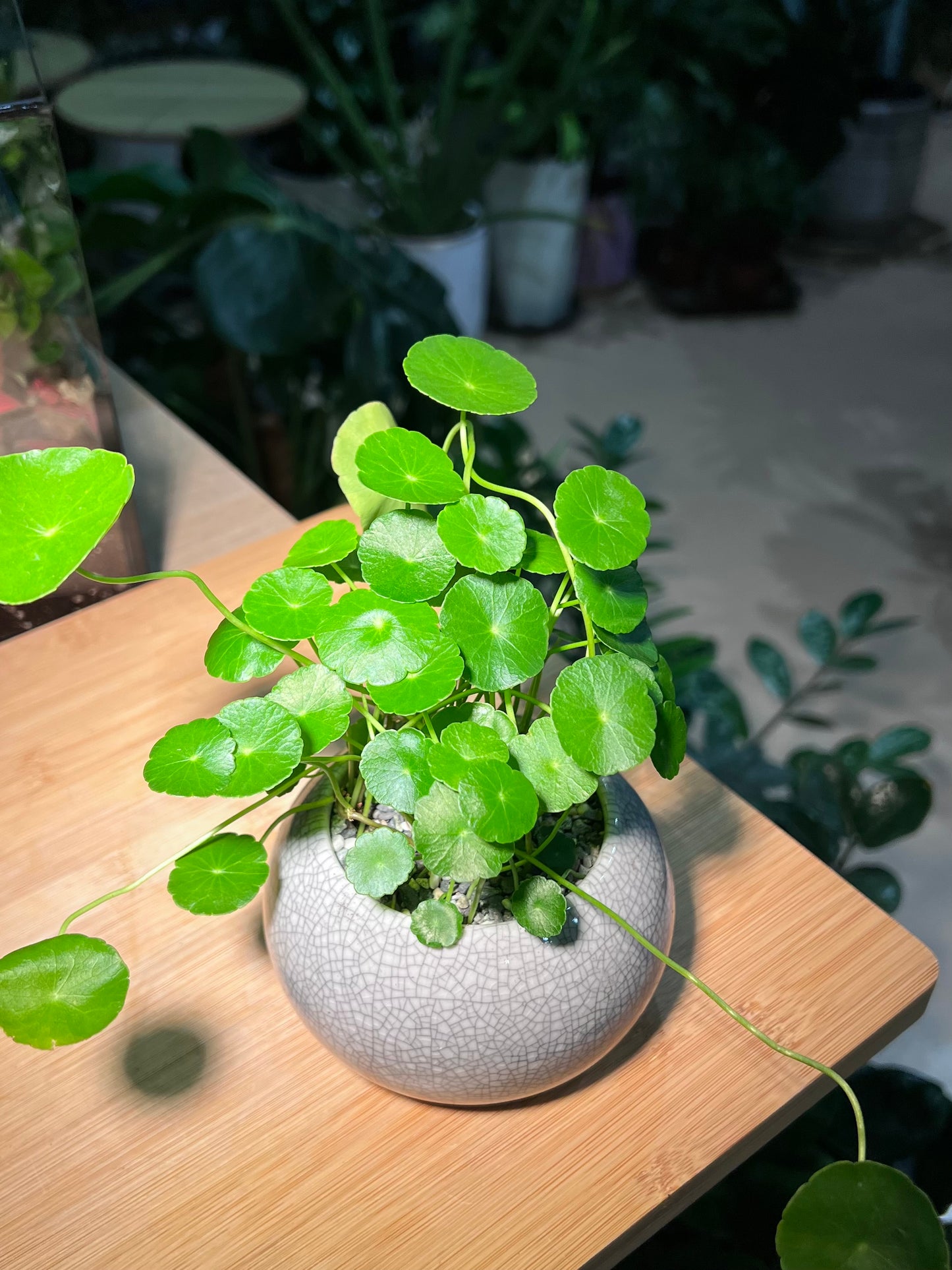 Hydrocotyle Vulgaris in Round Sky Blue Ceramic Pot