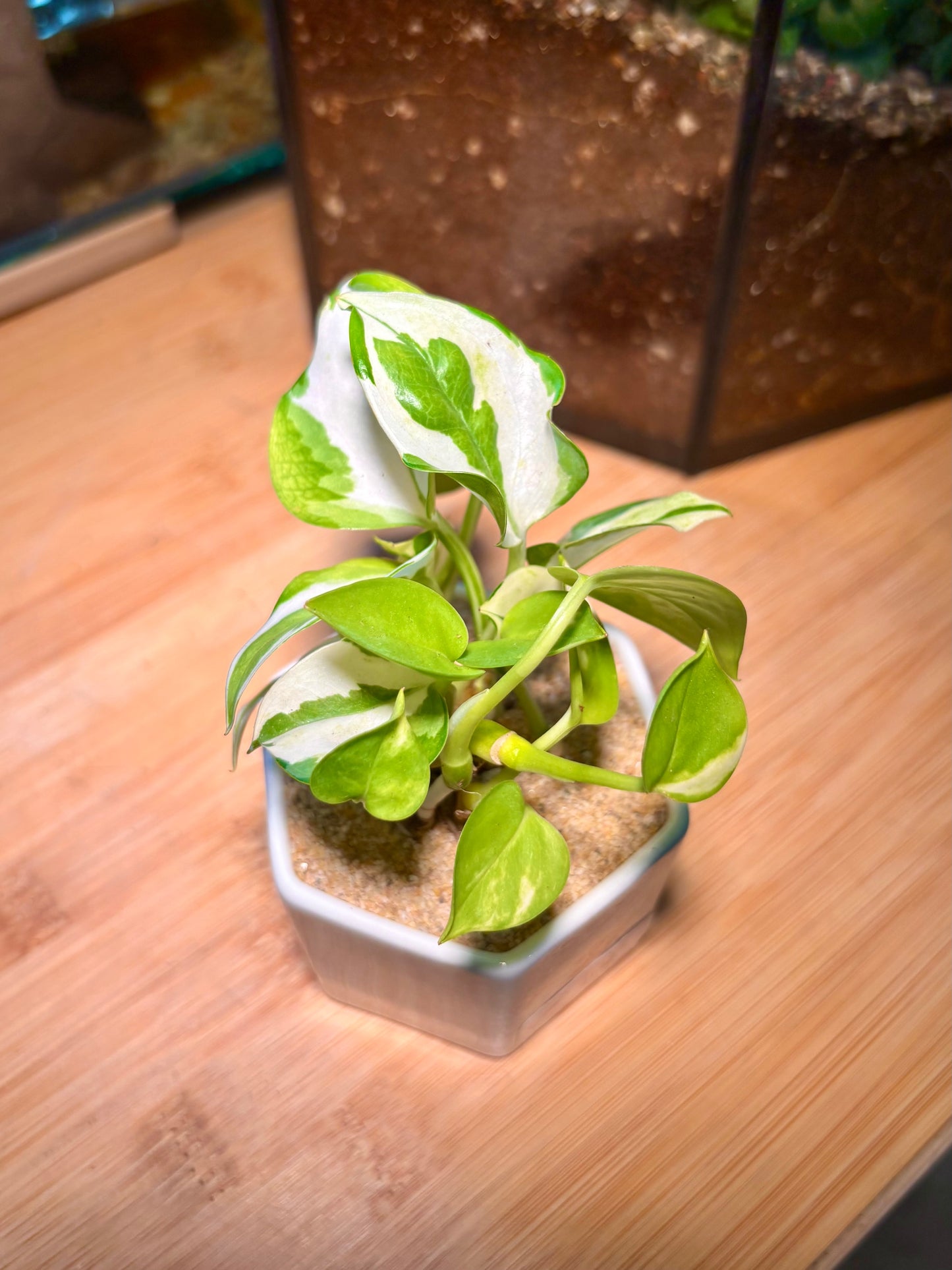 Epipremnum Pinnatum in Mini White Pot π€