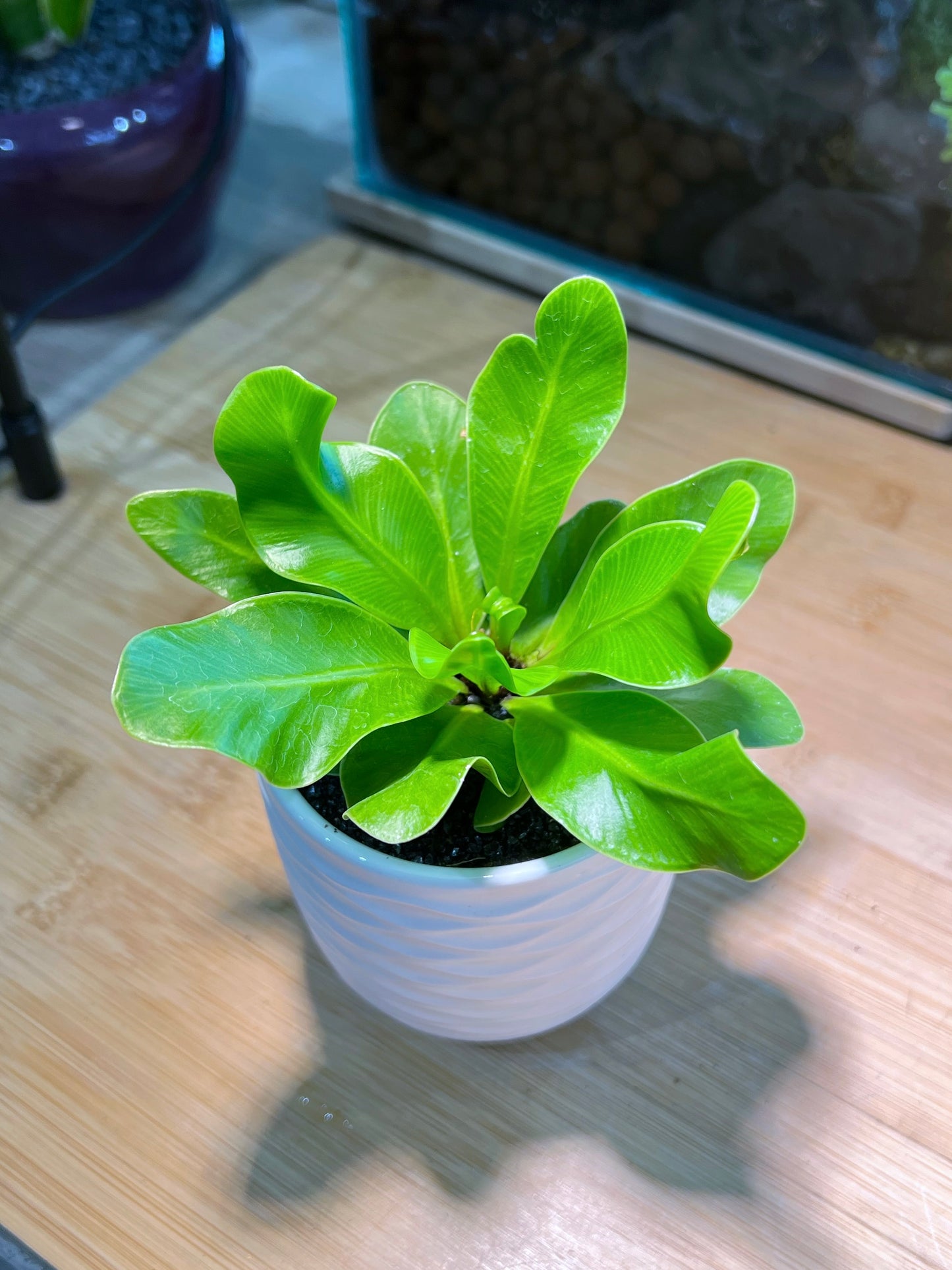 Bird Nest Fern in White Pattern Style Ceramic Pot