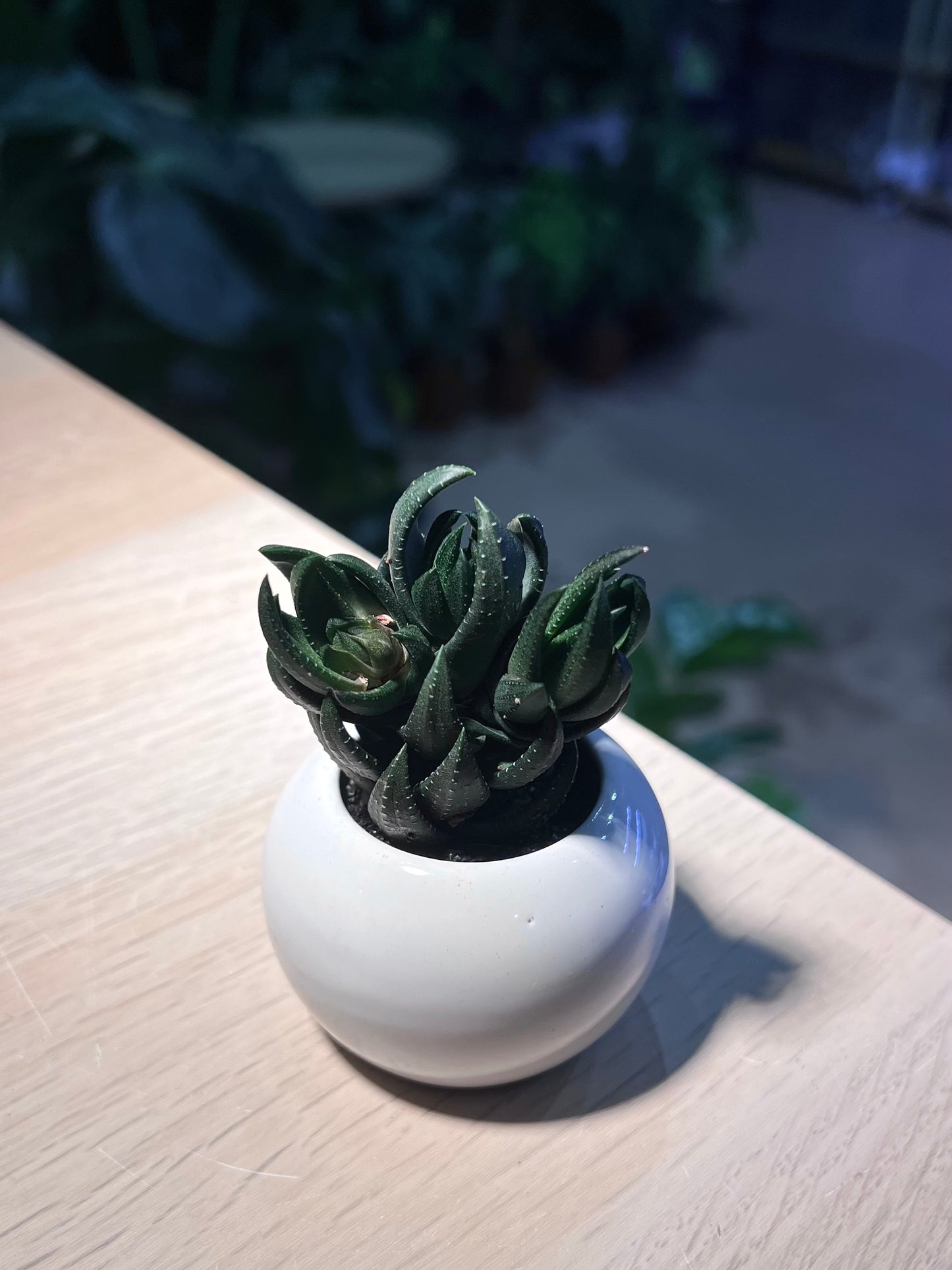 Haworthia in Small Round Ceramic Pot