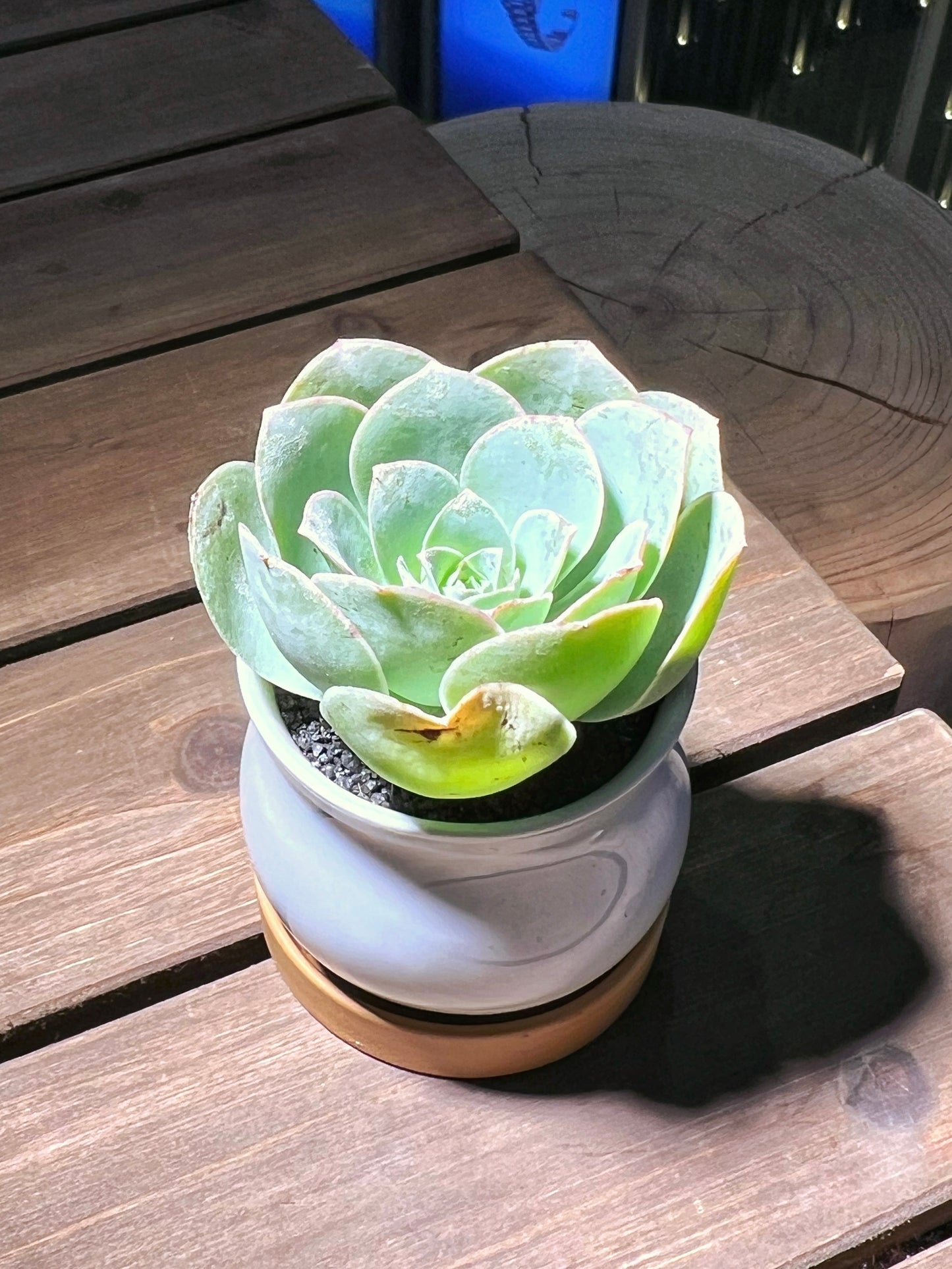 Mountain Rose in White Belly Ceramic Pot