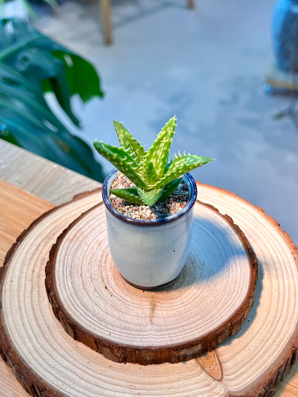 Aloe Juvenna (Haworthia) in Ceramic Pot