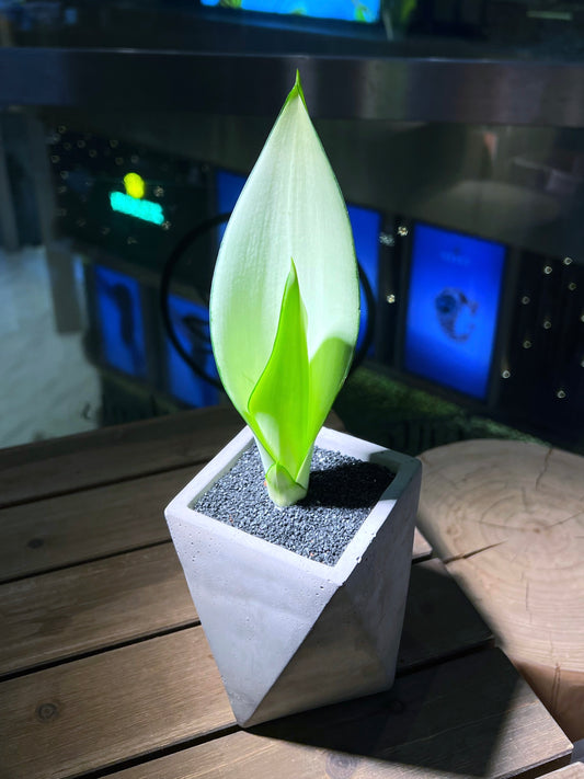 Sansevieria Moonshine in Concrete Pot