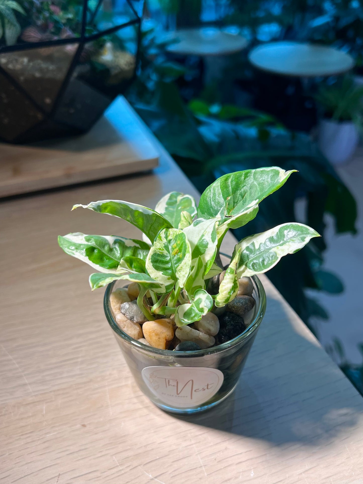 Pothos Njoy in Water Based Glass Pot