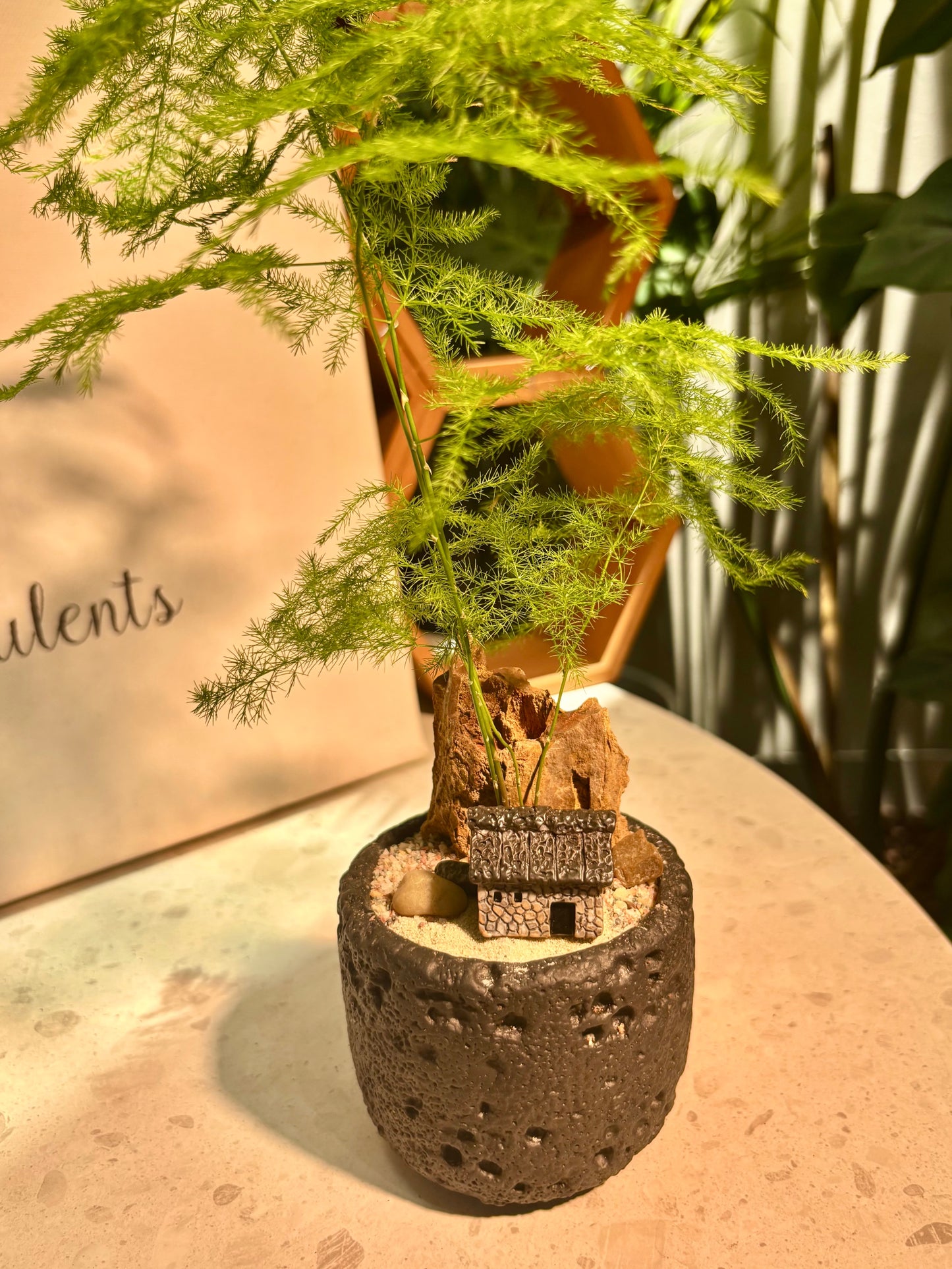 Asparagus Setaceus in Black Pot π€