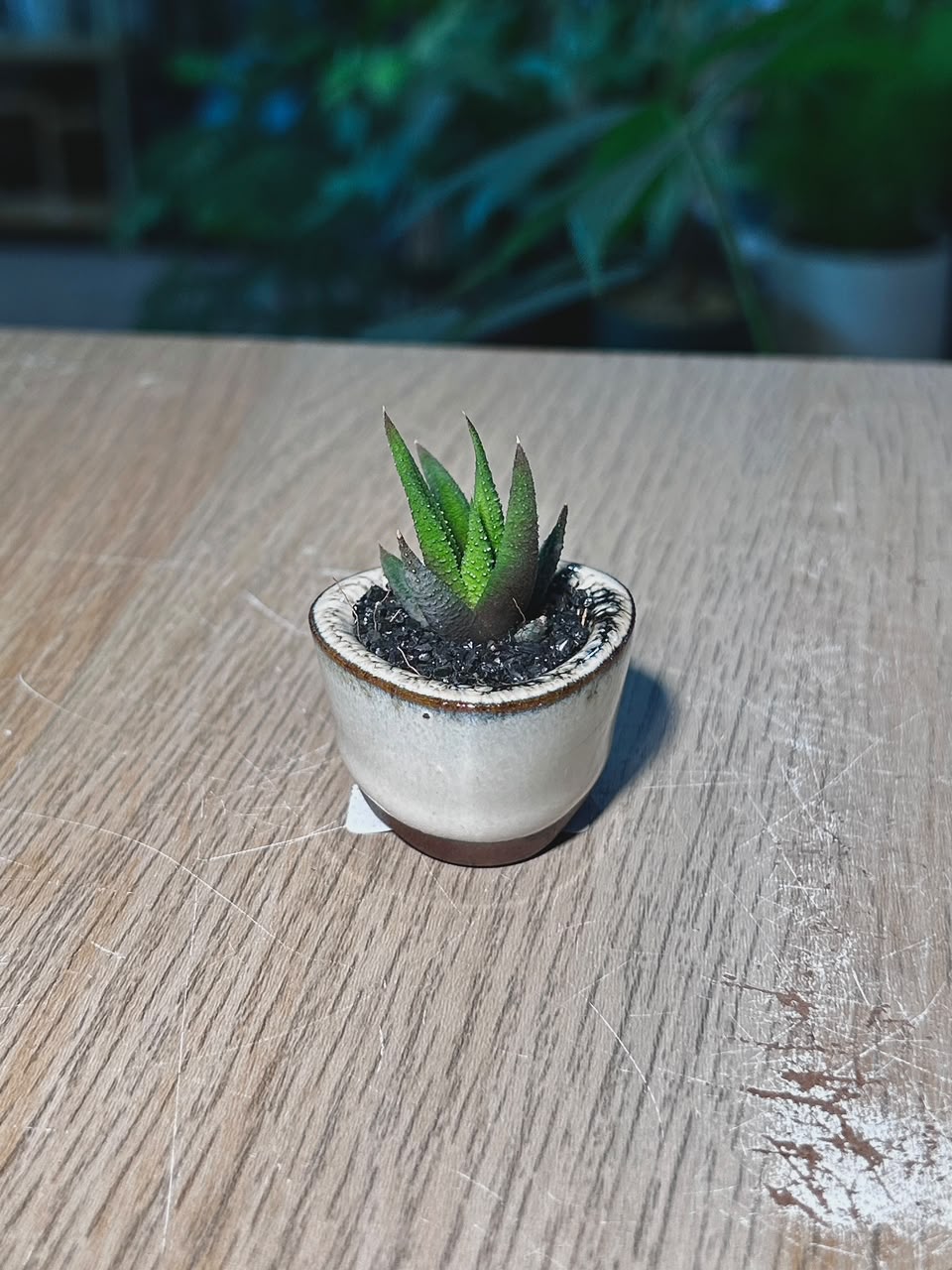 Haworthia Zebra (ε€θζ€η©) Succulent in White Glazed Mini Ceramic Pot