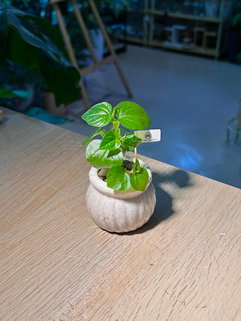 Peperomia Pellucida (θθ‘ζ€) in White Glazed Ceramic Pot