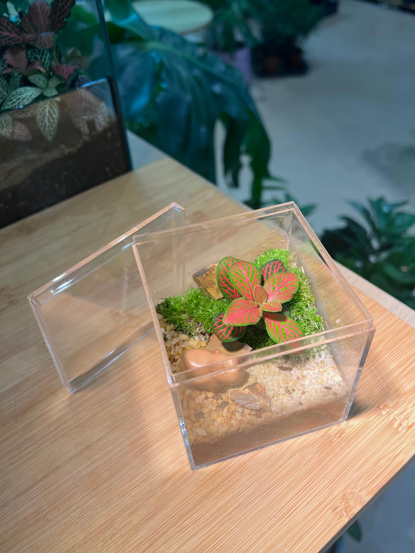 Fittonia with Moss Arrangement in Arcylic Terrarium with Capybara Figurine (L2)