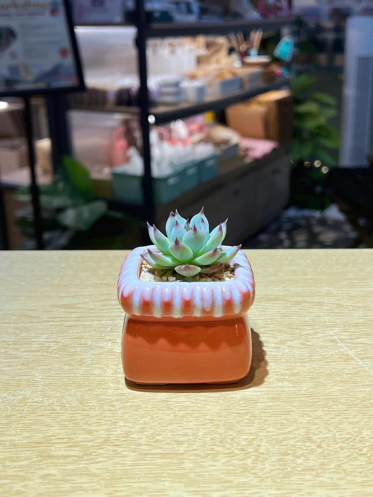 Echeveria in Candy Orange Pot