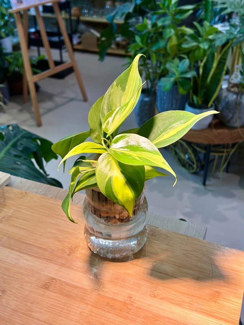 Heartleaf Philodendron (Indoor Plant) in Glass Hydroponic Vase