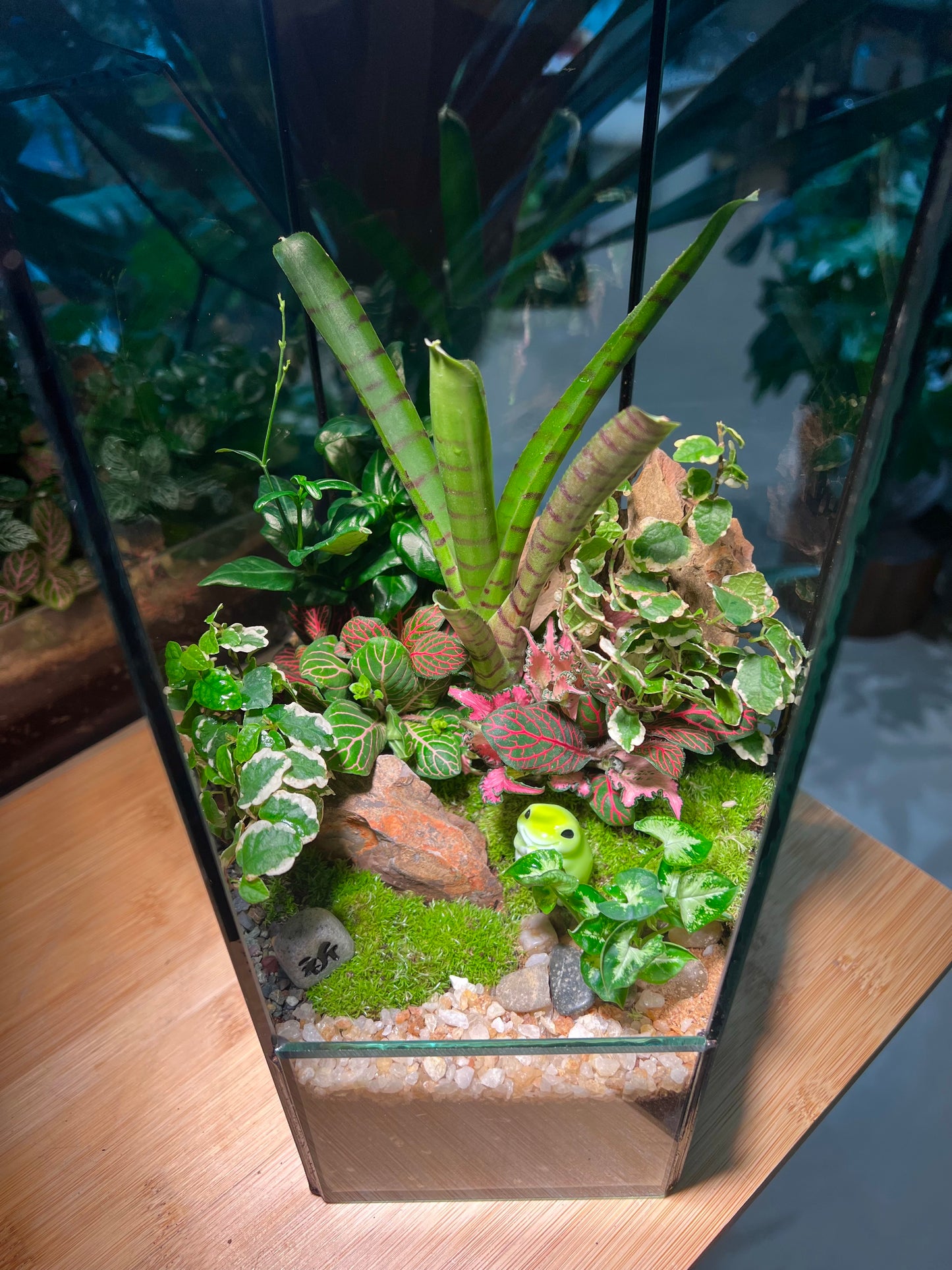 Fittonia, Ficus Pumila and Bromeliad with Moss Arrangement in Hexagonal Tall Terrarium