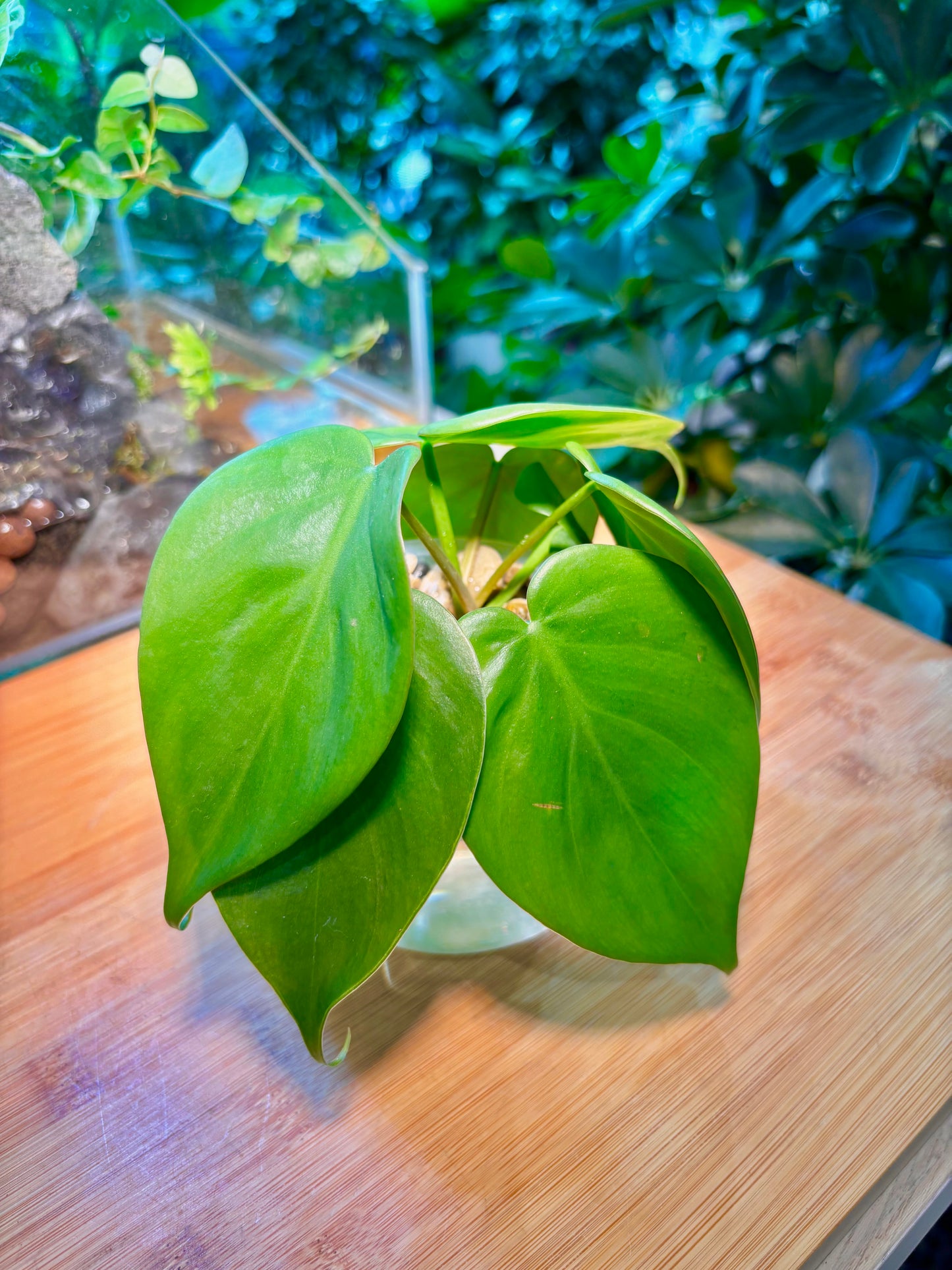 Philodendron Hederaceum in Round Water Based Glass
