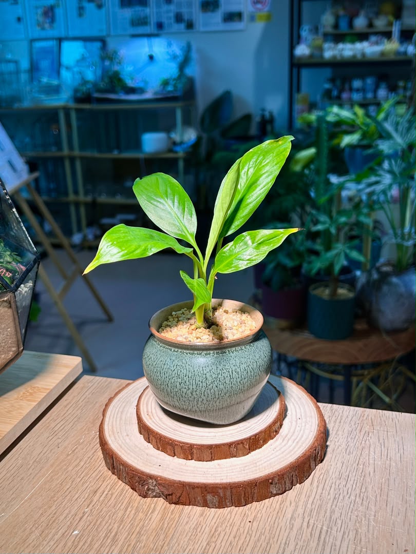 Peace Lily (η½ιΉ€θ) Spathiphyllum in Textured Matte Ceramic Pot