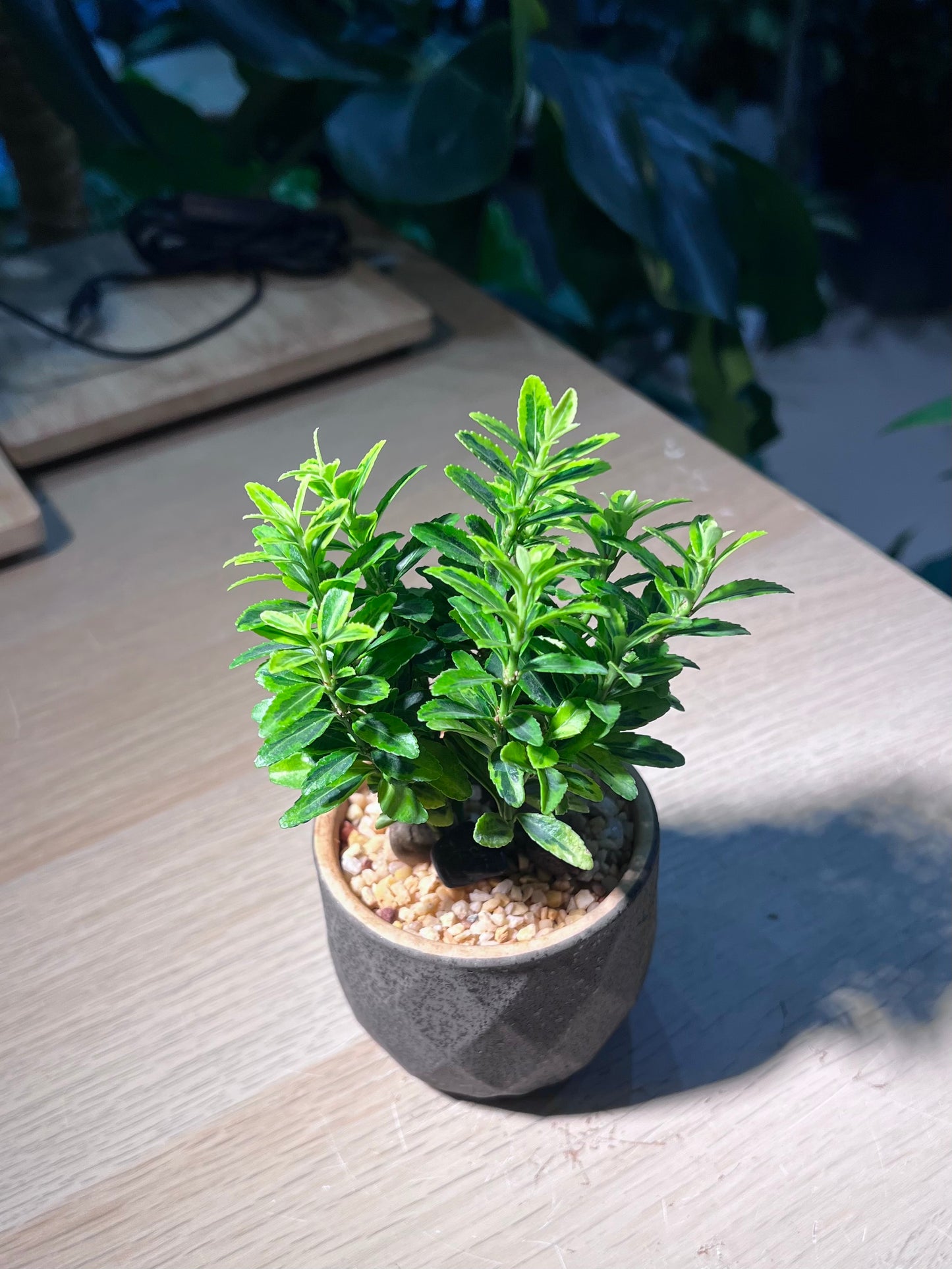 Euonymus Japonicus in Matt Black Textured Pot