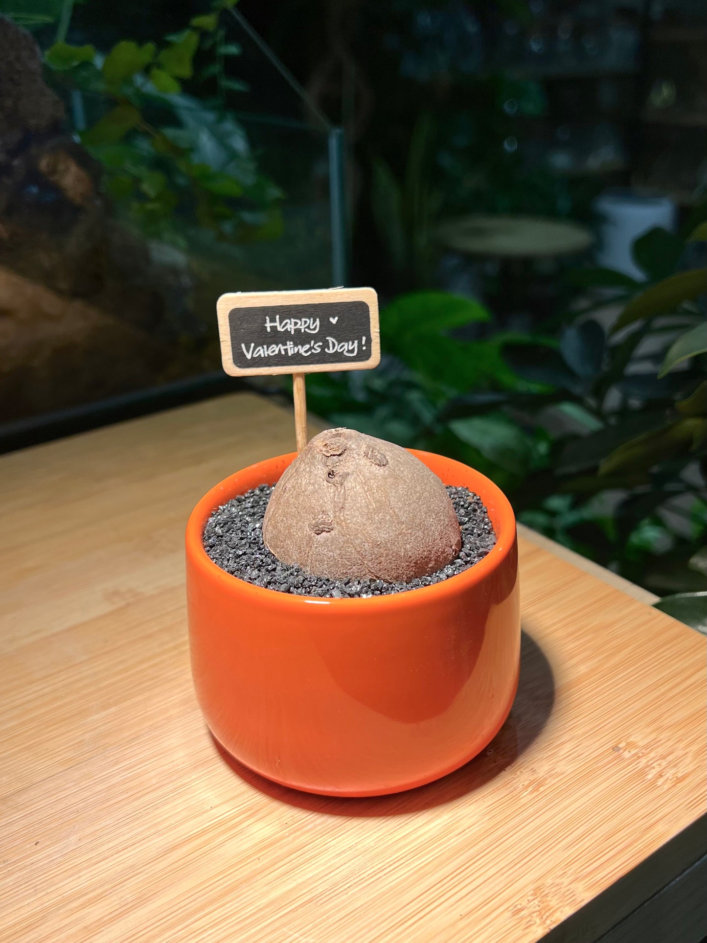 Stephania in Bright Orange Ceramic Pot