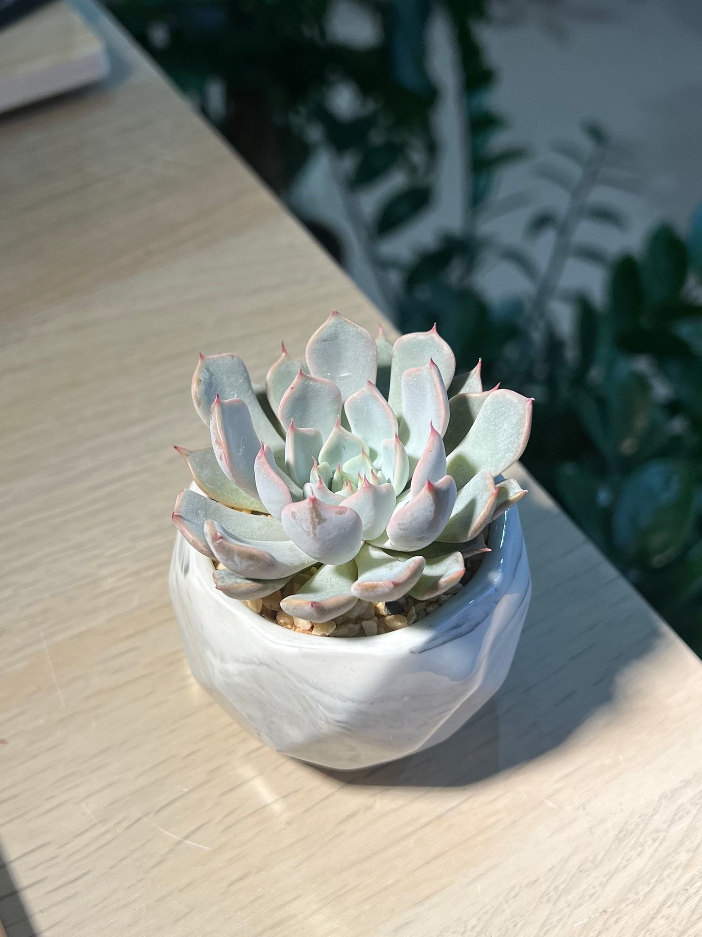 Echeveria in Marble Pot