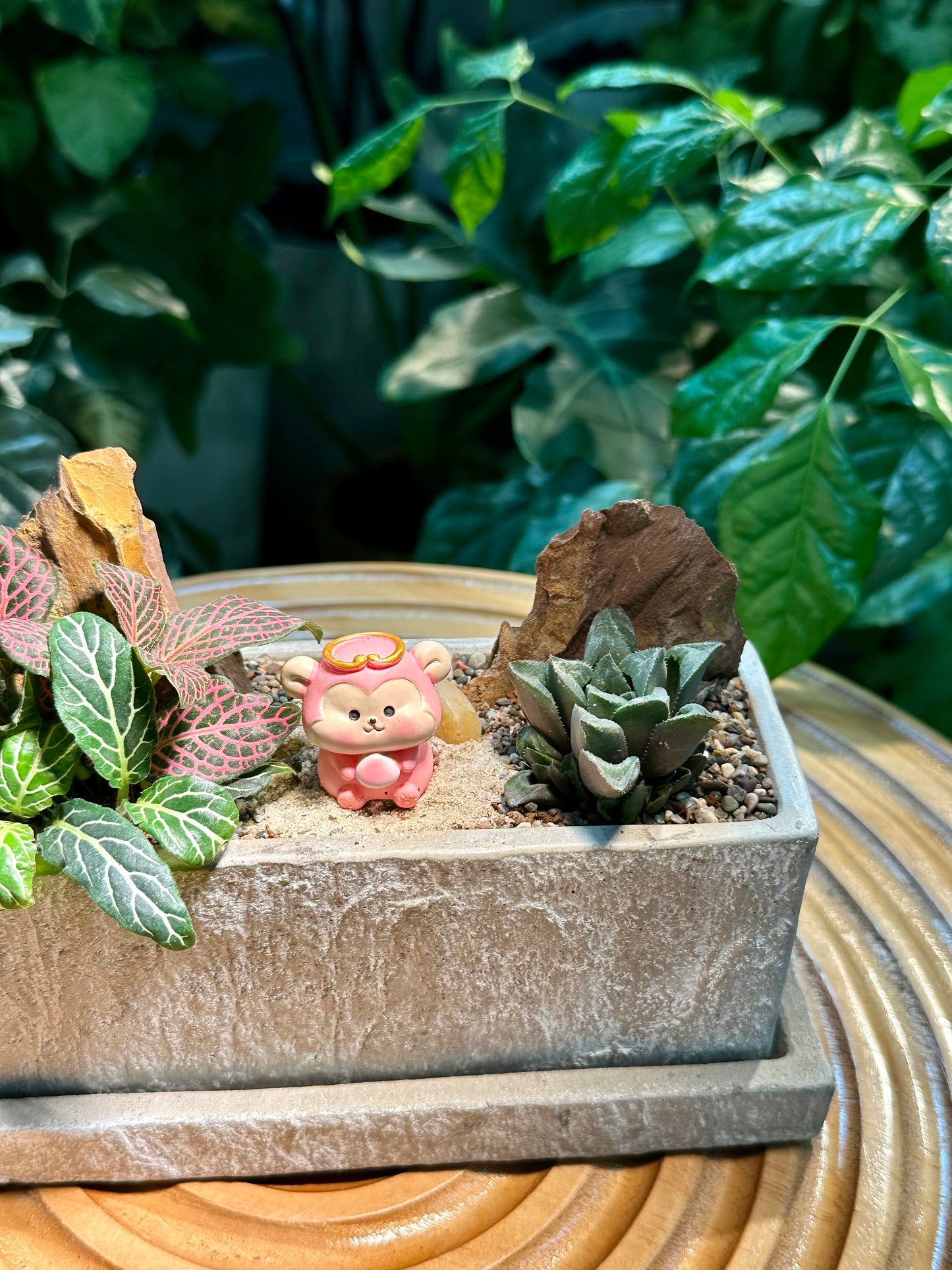 Fittonia and Haworthia Arrangement in Designer Pot