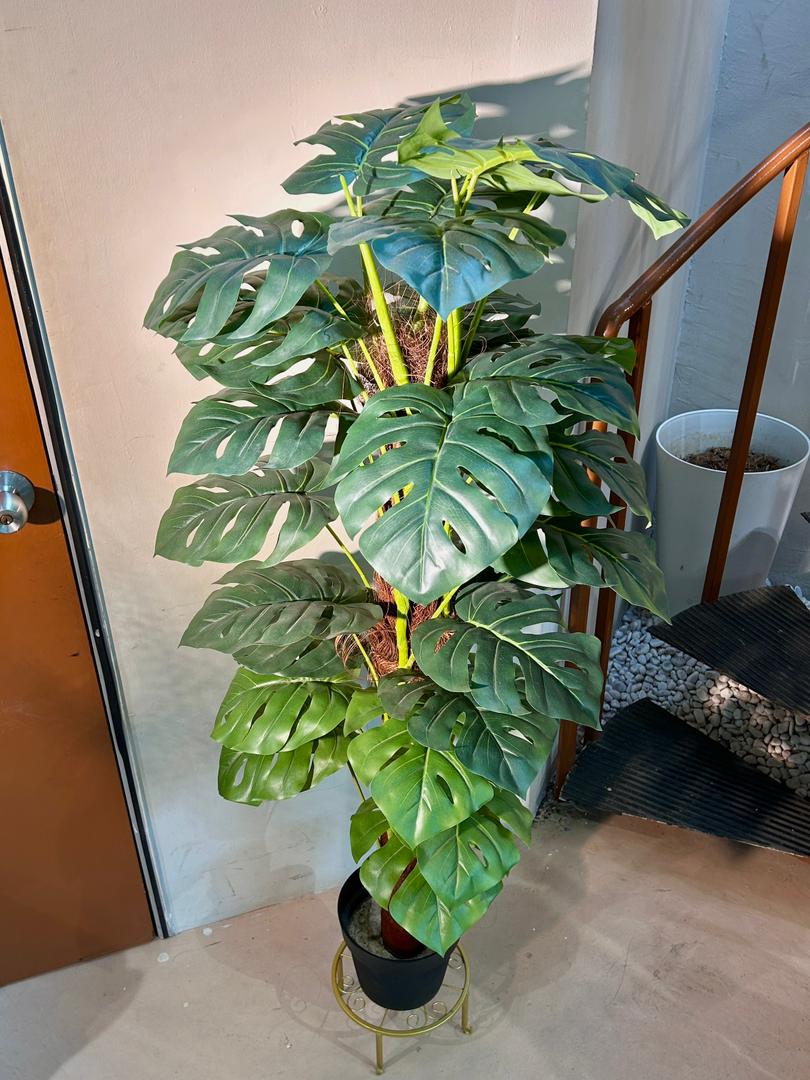 Artificial Monstera Deliciosa (龟背竹) in Black Polymer Pot