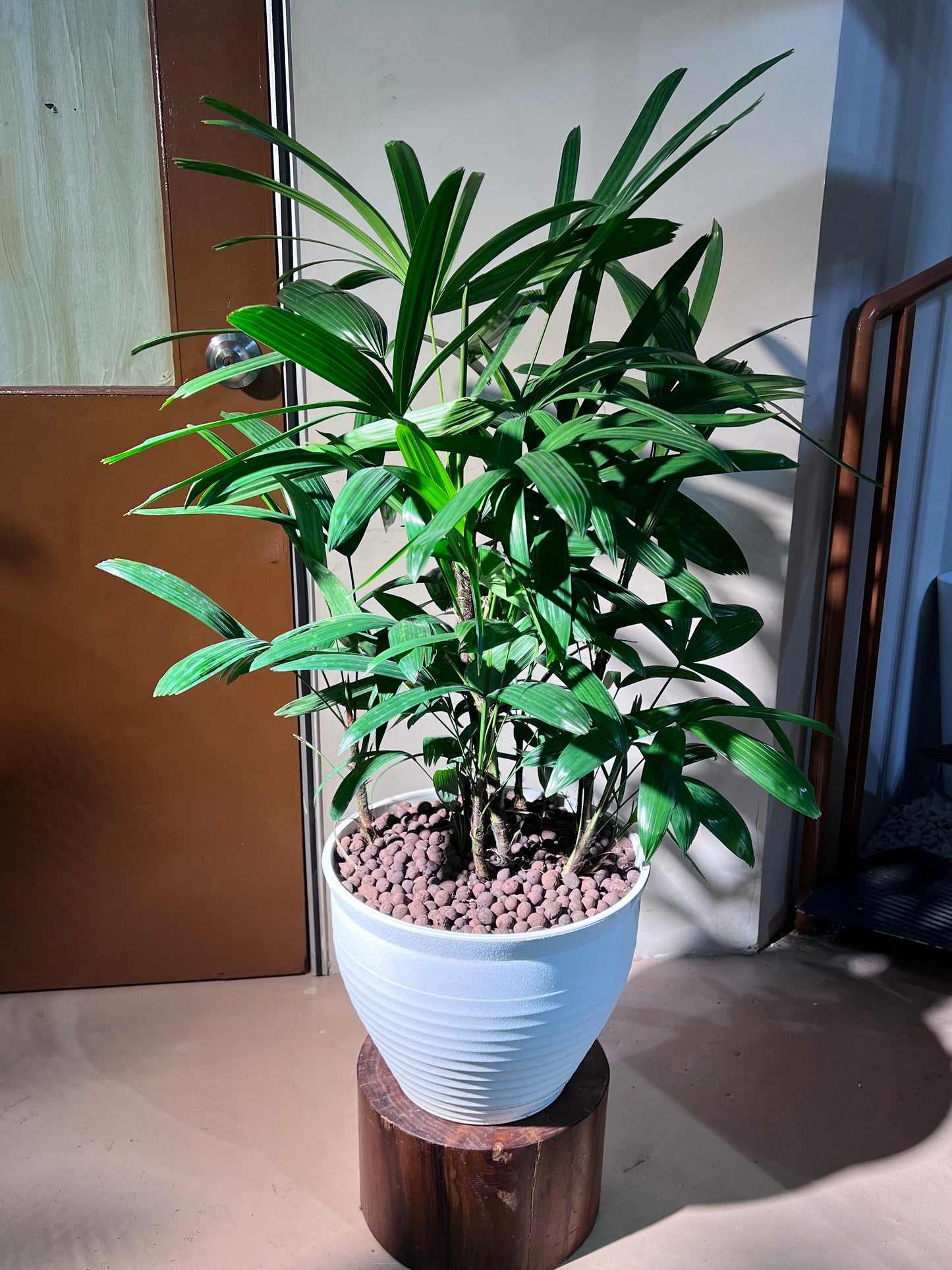 Lady Palm (Rhapis Excelsa) in High Density Polymer Pot