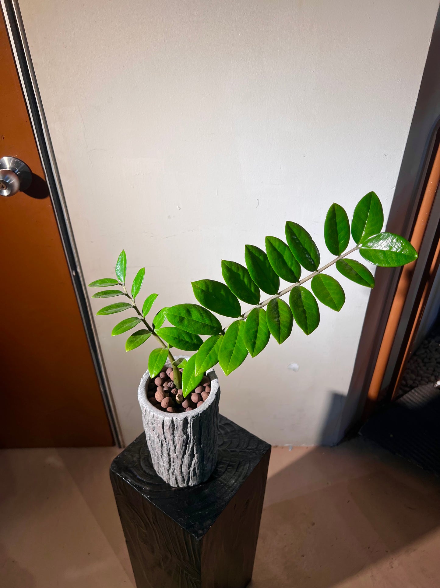 ZZ Plant in Tall Woodlog Pot