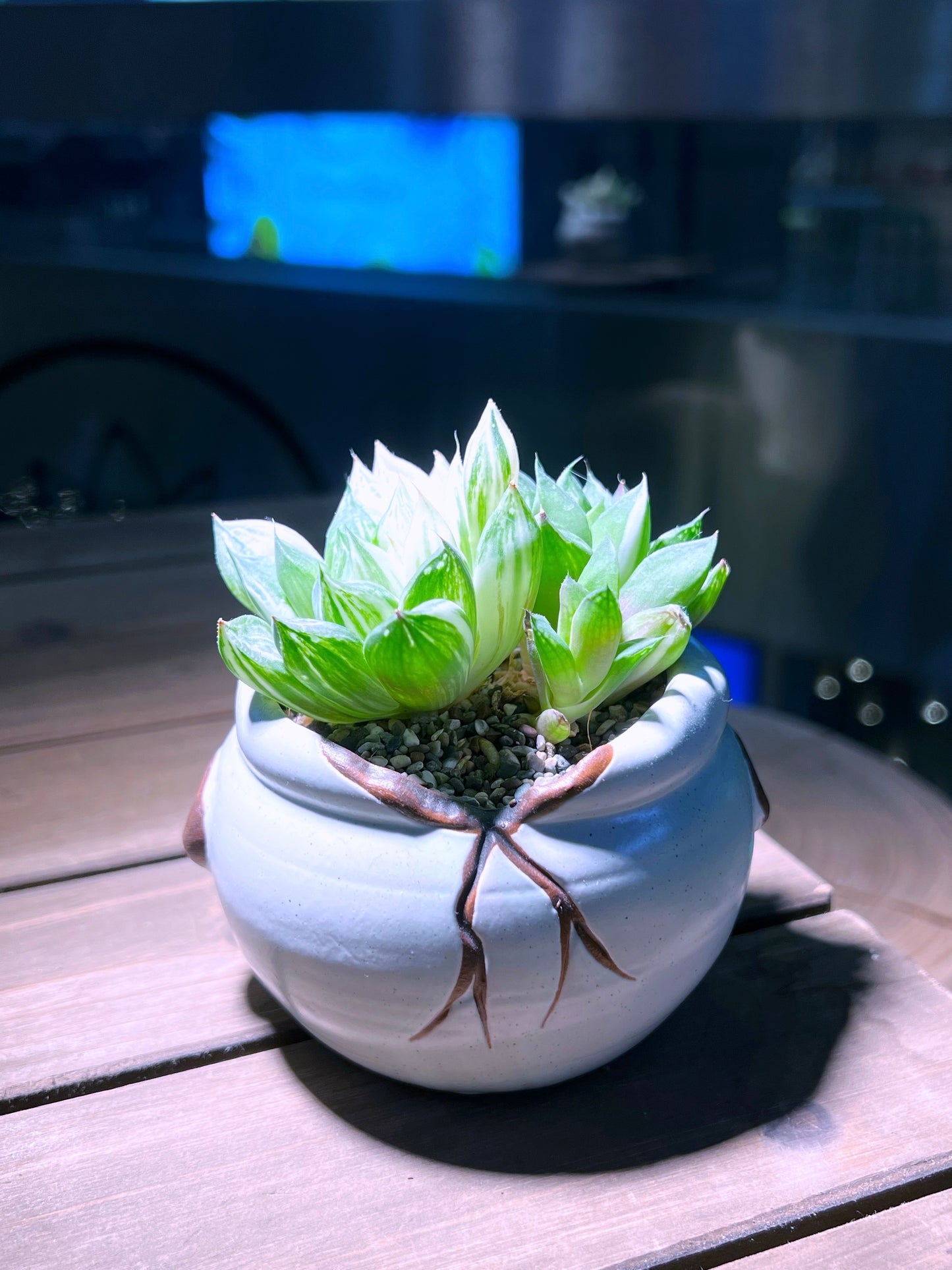 Haworthia Cooperi Variegated Pilifera in Designed Broken Eggshell Pot