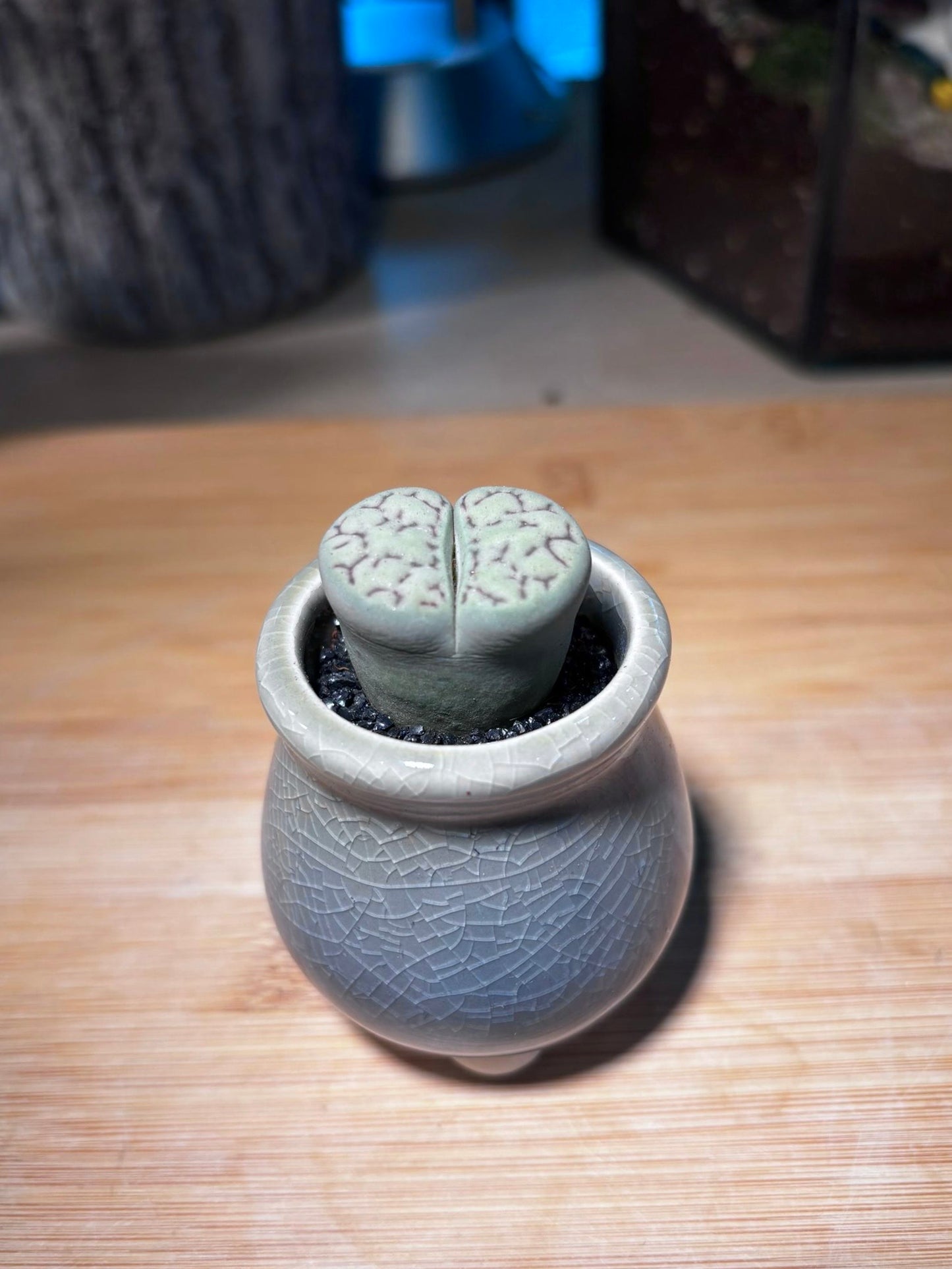 Lithop in Sky Blue Ceramic Pot