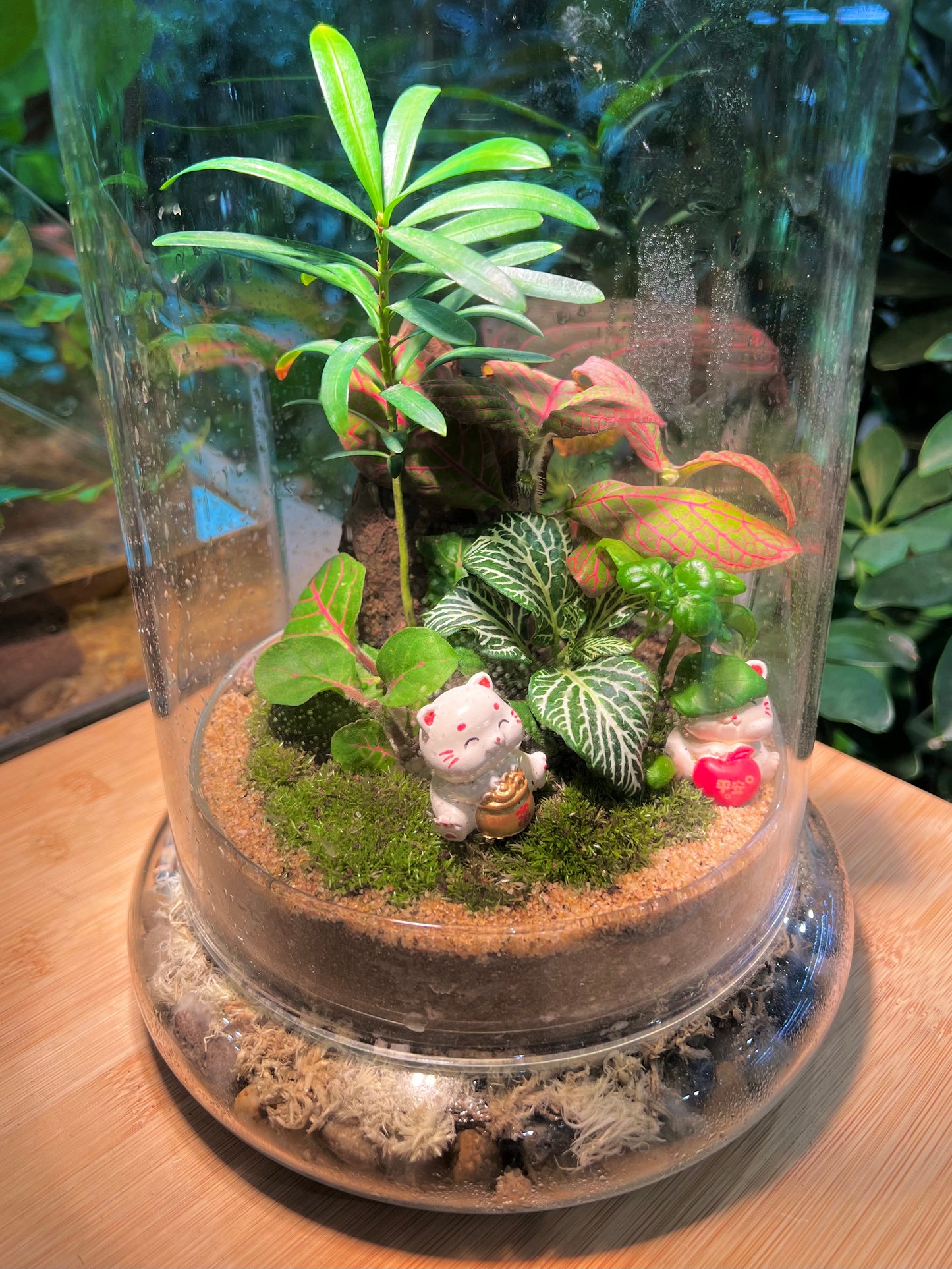 Fittonia and Podocarpus with Moss Arrangement in Bell Glass (L)