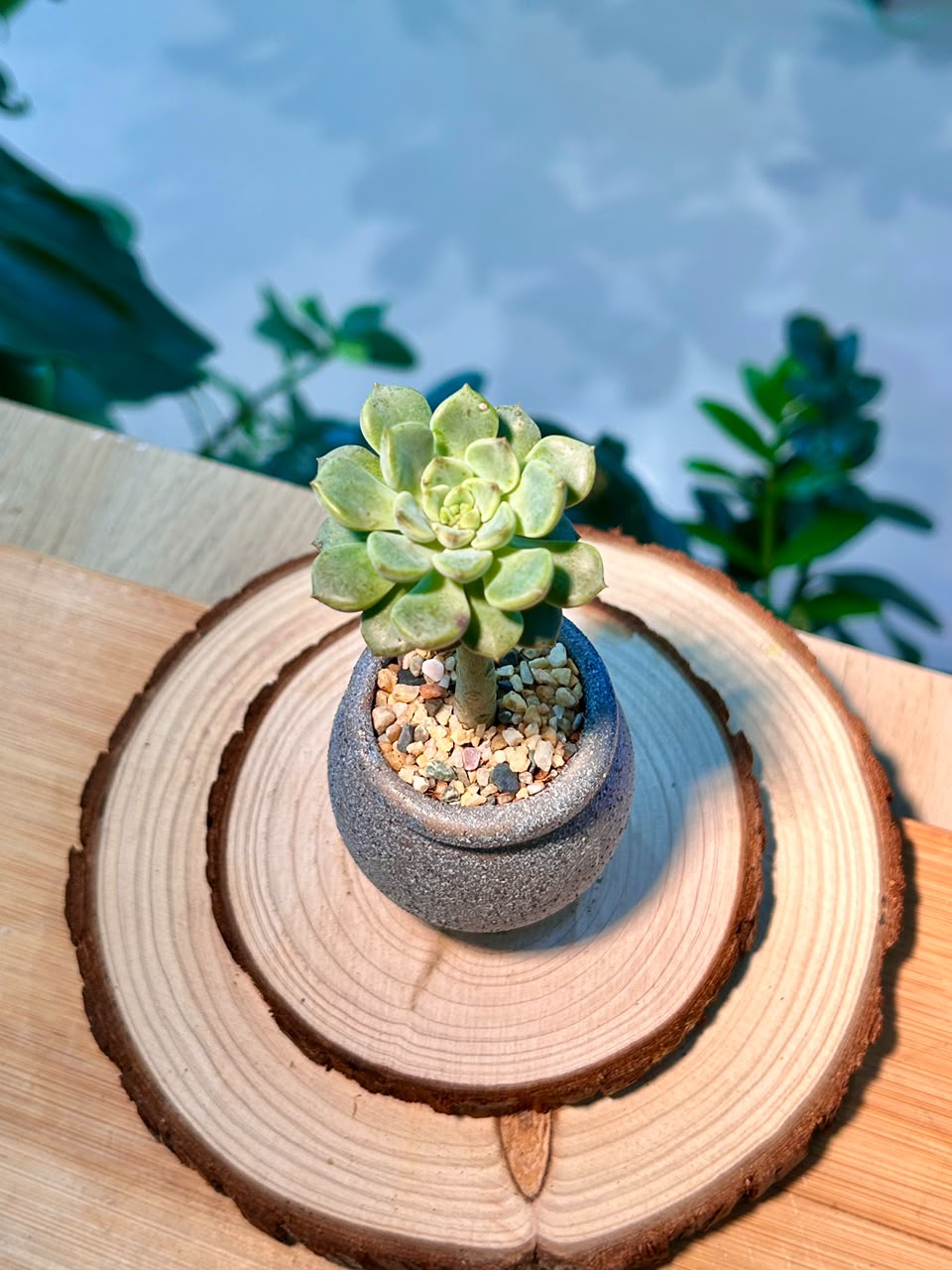 Echeveria Succulent in Ceramic Pot