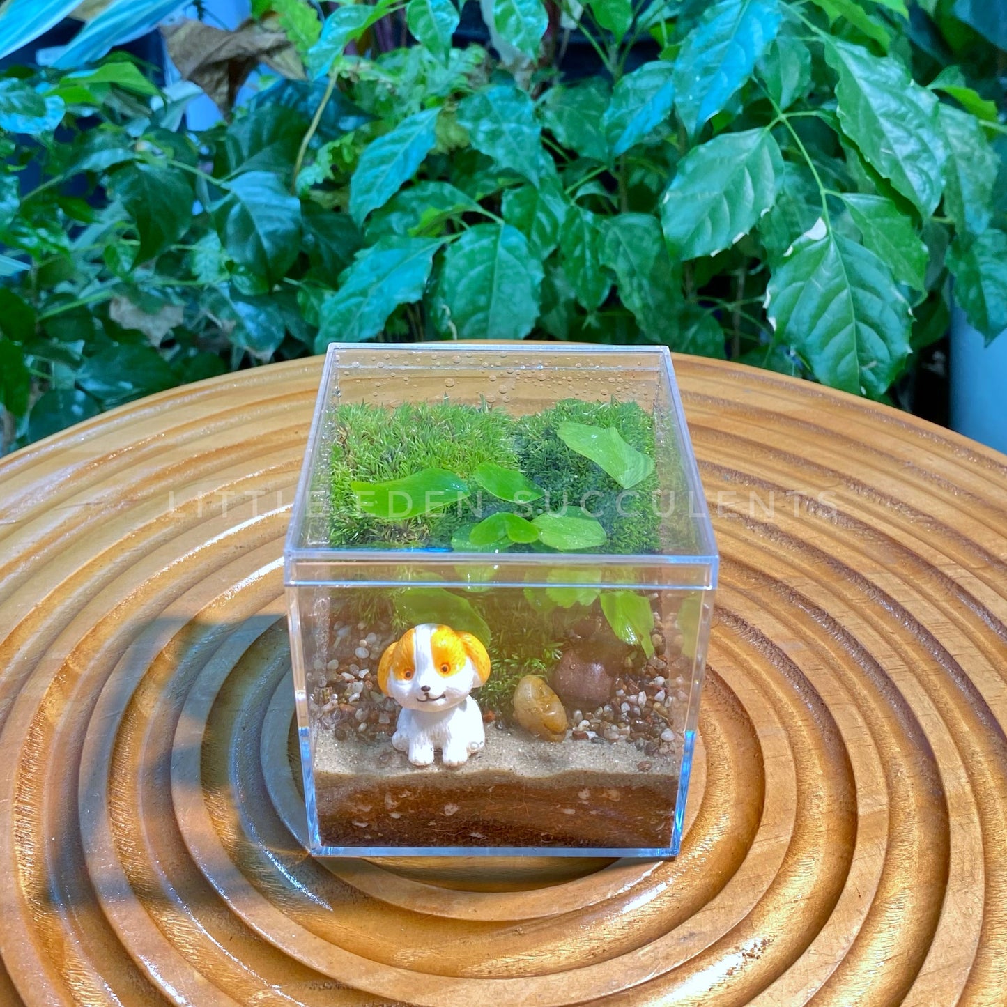 Fern & Moss Arrangement in Arcylic Terrarium (M)