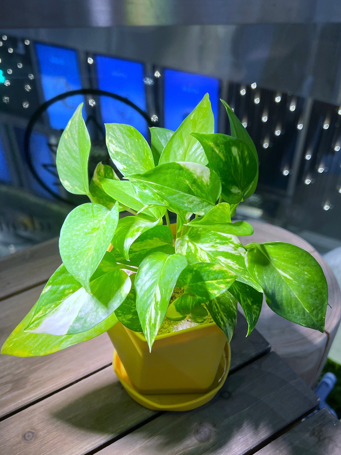 Pothos Njoy in Geometric Pot