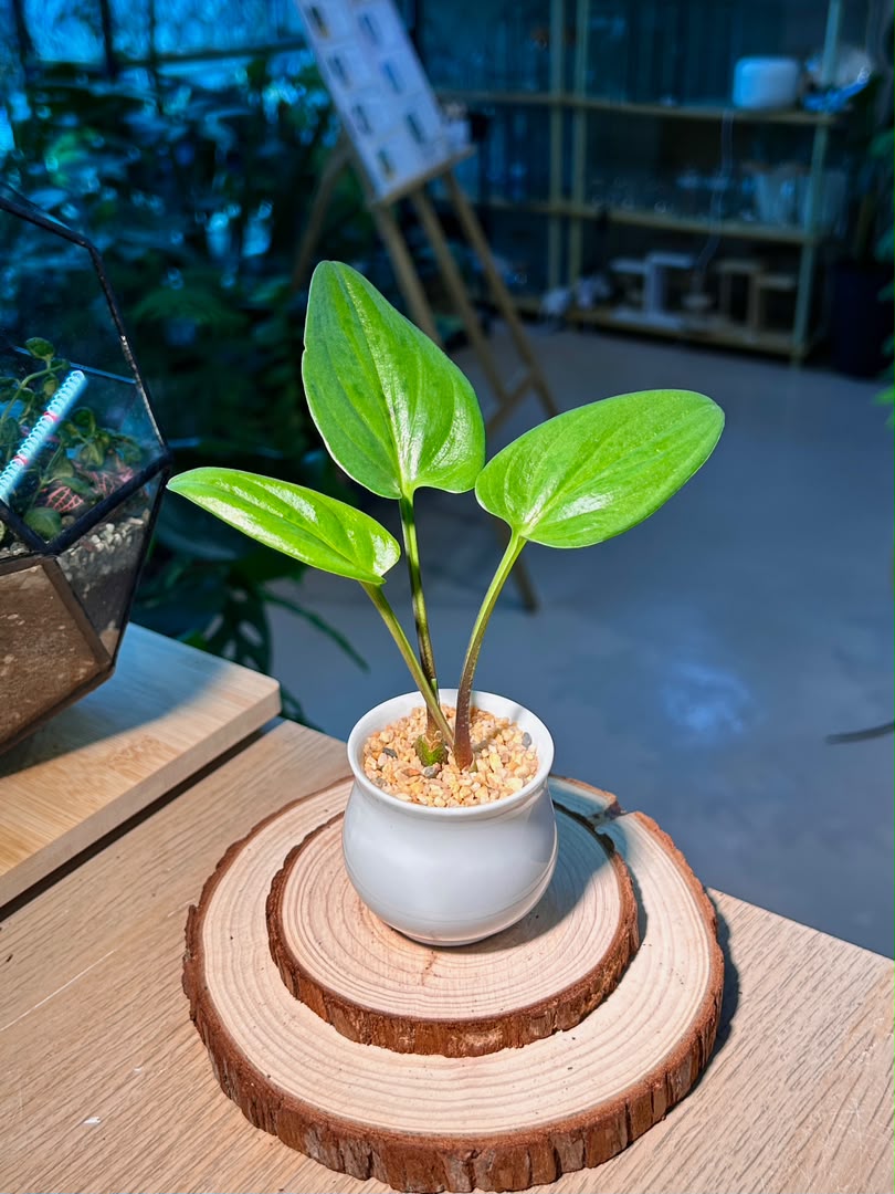 Drimiopsis Maculata (ιθηε) in White Glazed Ceramic Pot