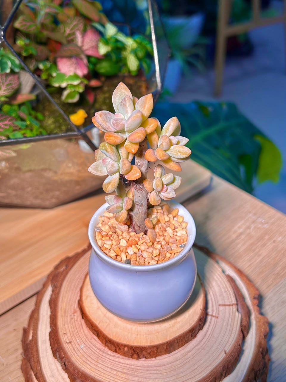 Variegated Ghost Plant (Succulent) in a Ceramic Pot