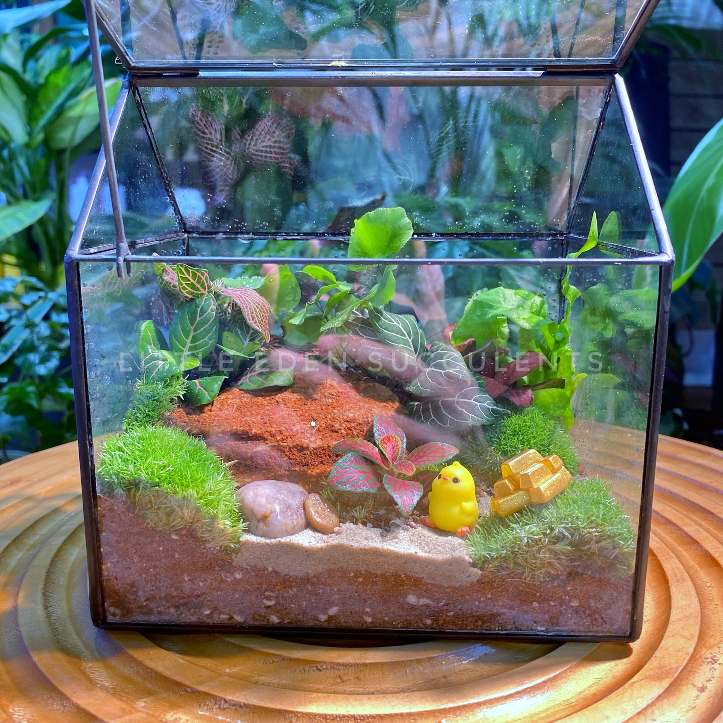 Fittonia and Fern with Moss Arrangement in Black Frame Glasshouse (S)