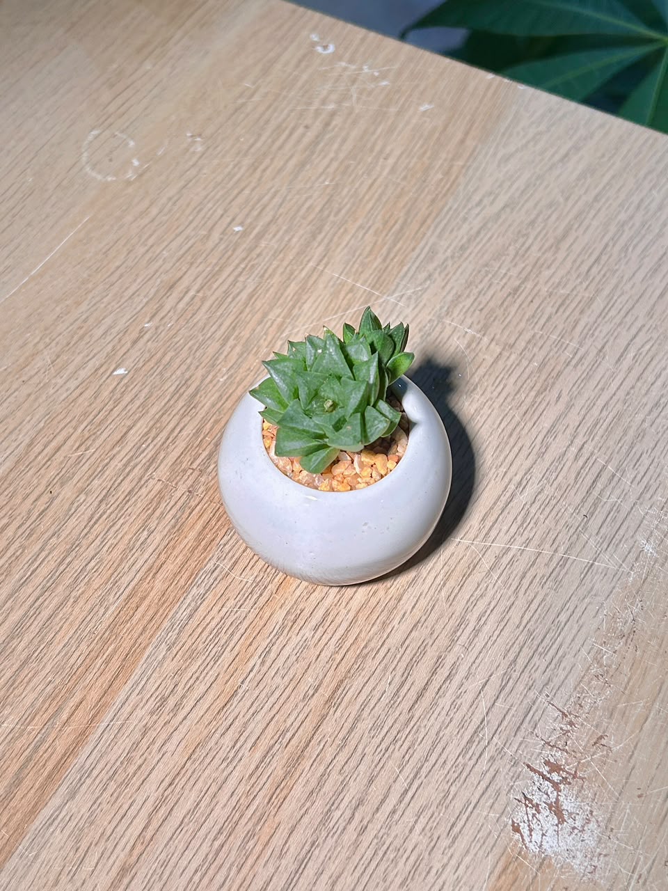 Cathedral Window Haworthia (ζ°΄ζΆζ) Haworthia Cymbiformis in Glazed Ceramic Pot
