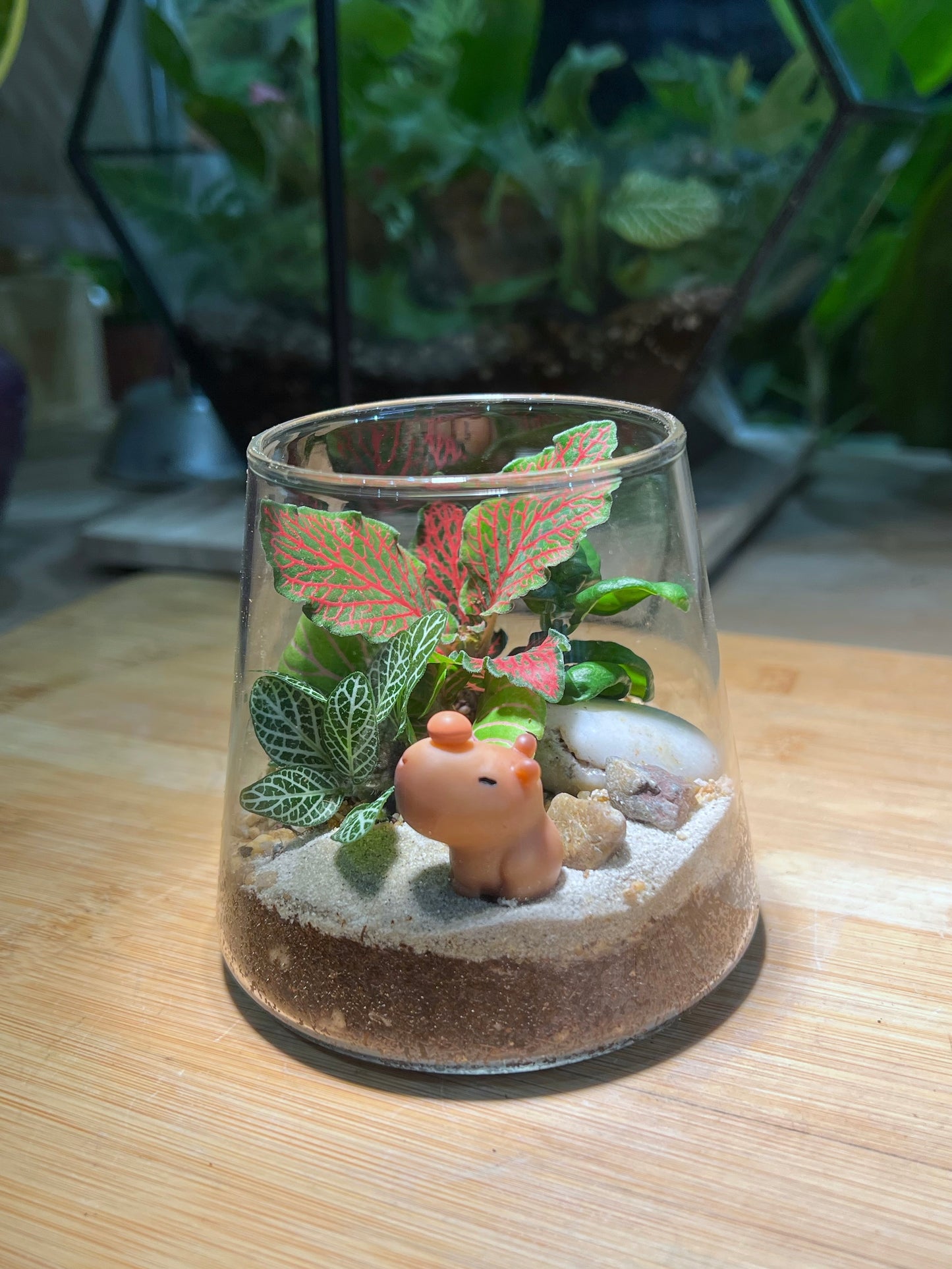 Fittonia Arrangement in Fuji Terrarium