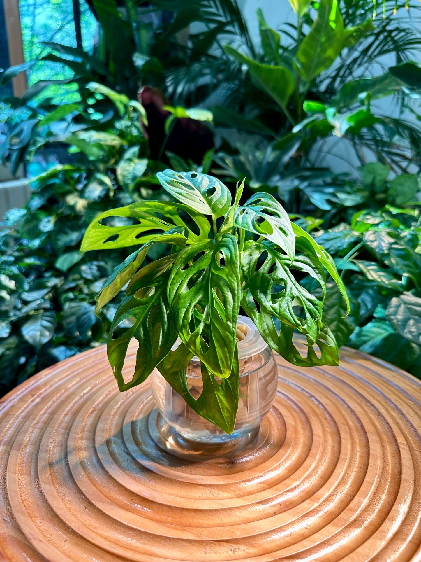 Monstera Adansonii in Fishbowl Water Based Glass