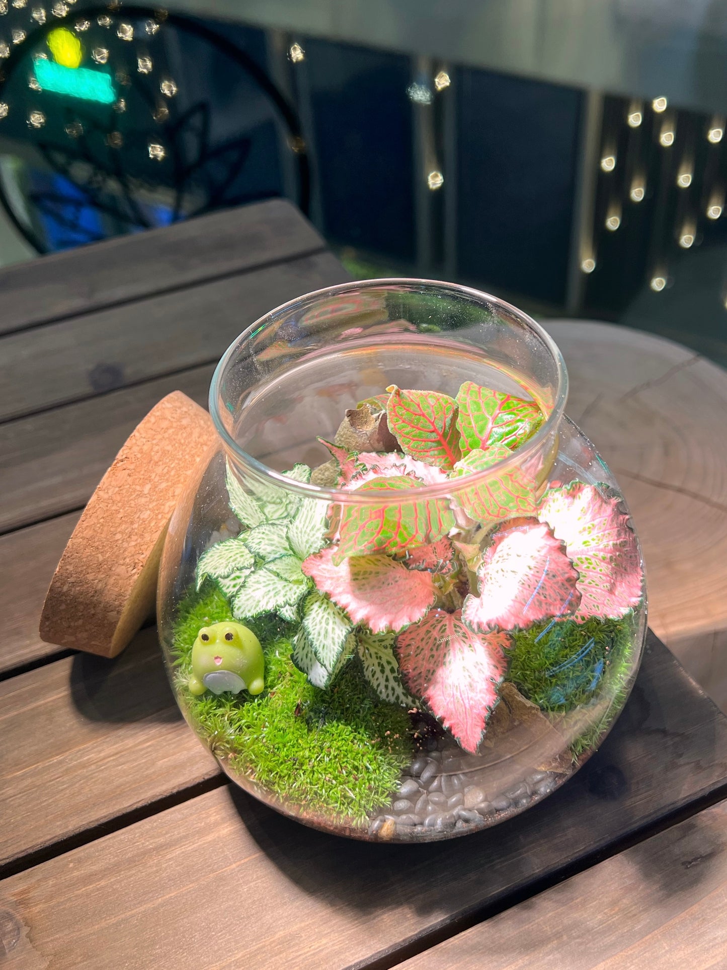 Fittonia with Moss Arrangement in Round Covered Glass (M)