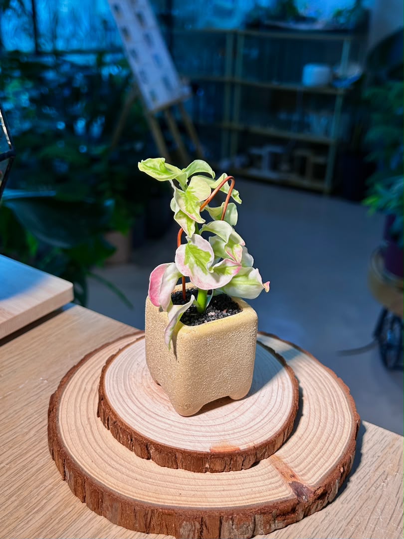 Bird Flower (ε°ιΈθ±) Euphorbia Tithymaloides in Textured Matte Ceramic Pot