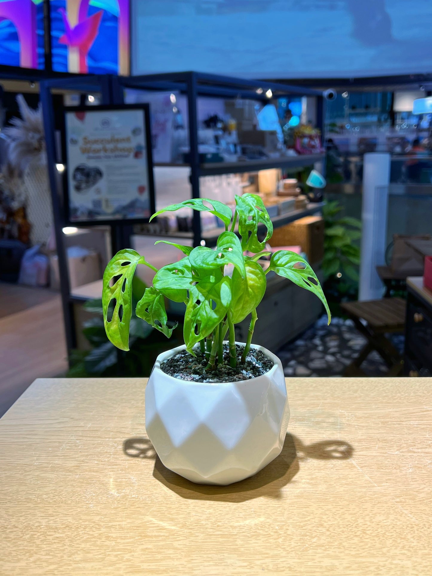 Monstera Adansonii in White Polygonal Ceramic Pot