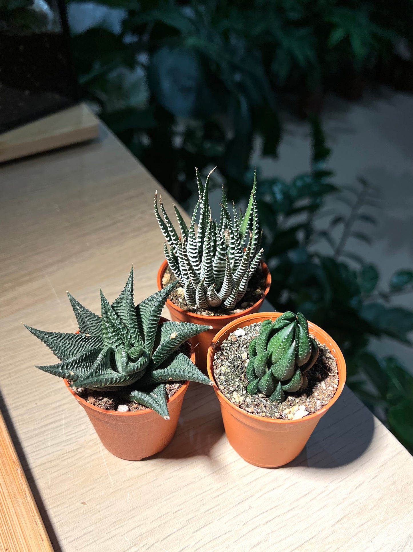 Plastic Pot Succulent - Haworthia (3pcs/set)