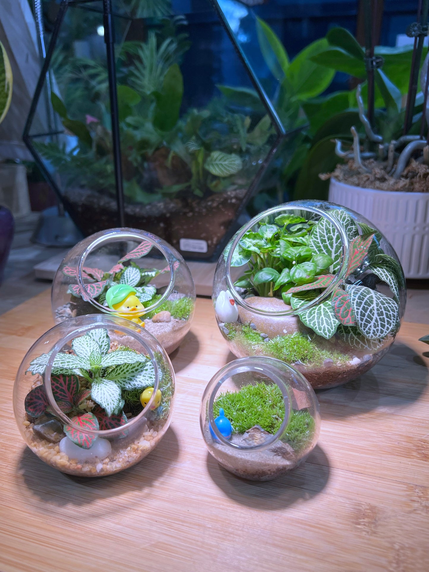 Fittonia and Moss Arrangement in Round Glass Terrarium (M)
