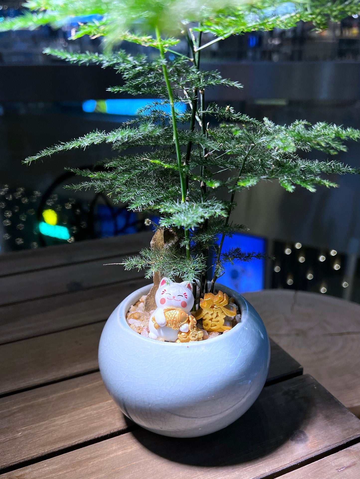 Asparagus Fern in Sea Blue Ceramic Pot