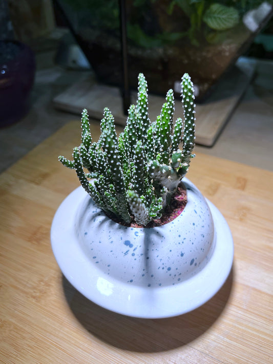 Opuntia in White Blue Ocean Ceramic Pot