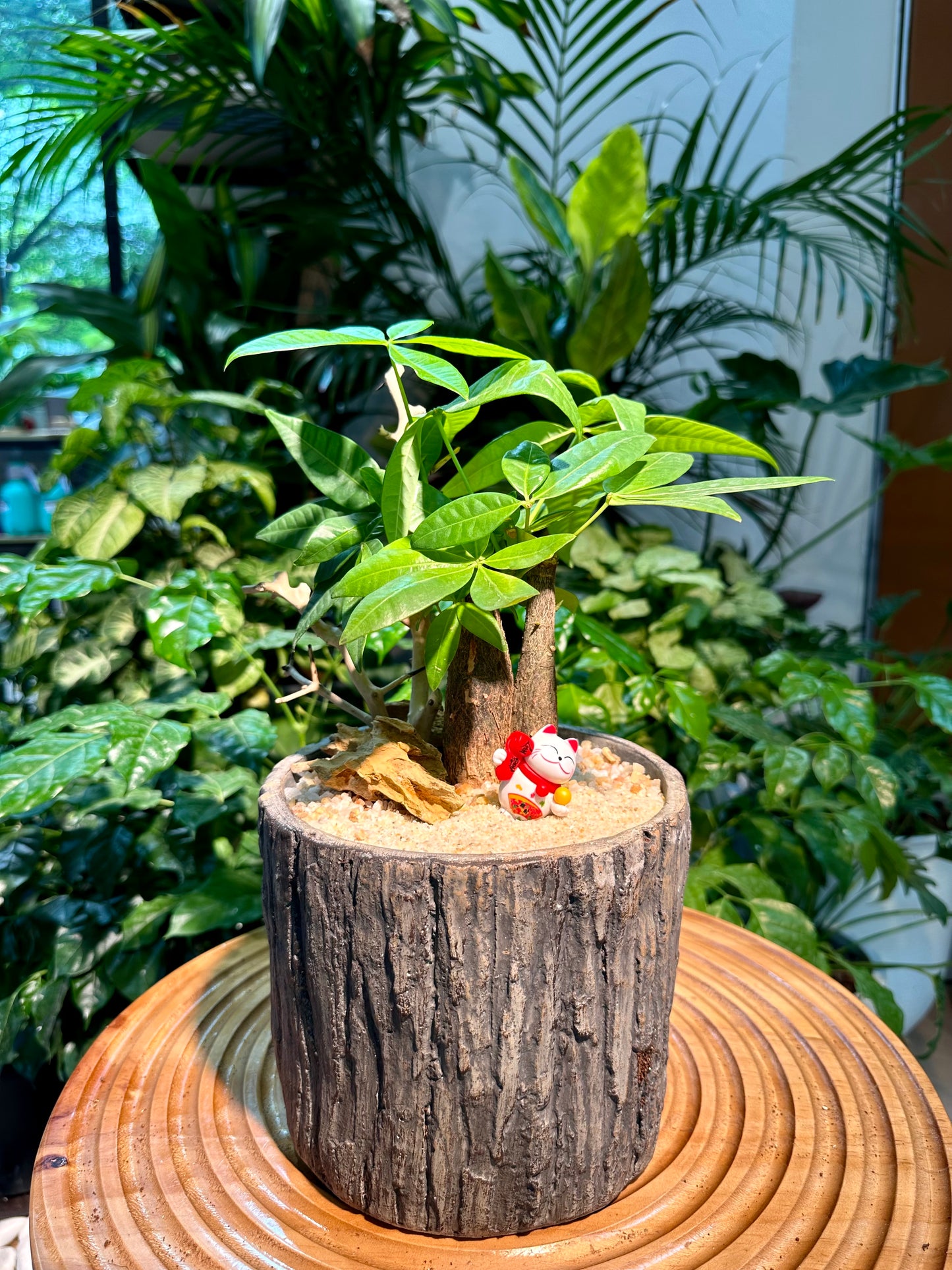 Pachira Aquatica in Tree Stump Deisgner Pot (aka Money Tree)
