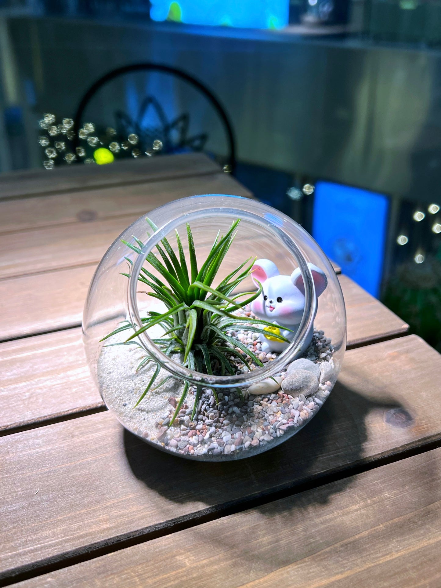 Airplant in Round Glass Terrarium
